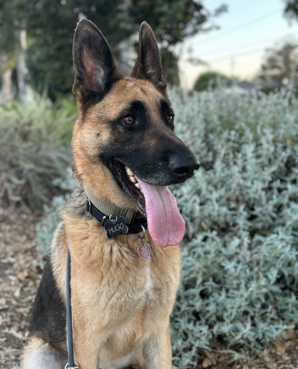 A German Shepherd dog with a black collar labeled Hugo, sitting outdoors with a background of green shrubs and trees. The dog has a tan and black coat, erect ears, and is panting with its pink tongue hanging out.