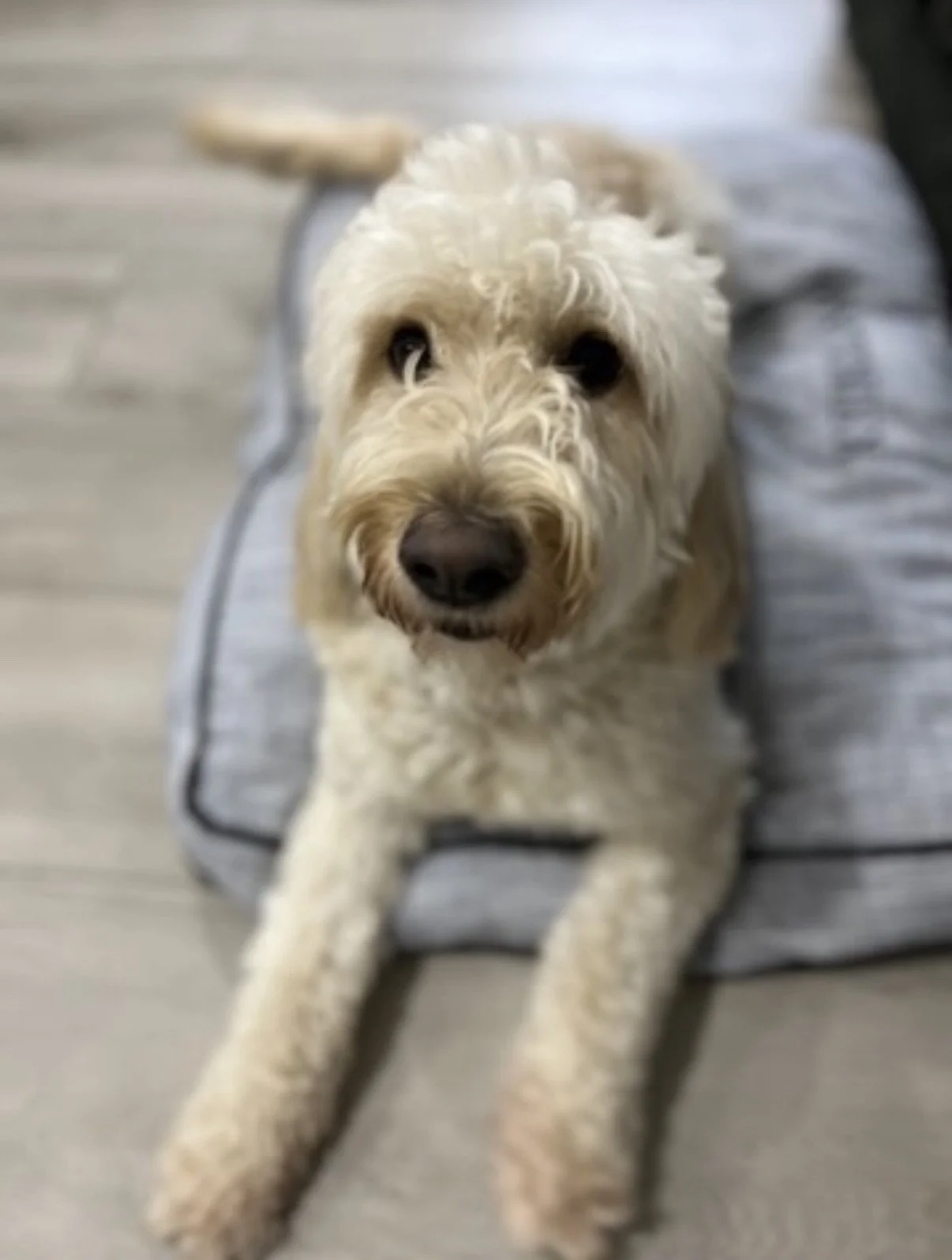 A cream-colored dog with curly fur, likely a Goldendoodle, looking up at the camera with dark eyes, lying on a gray striped dog bed on a wooden floor.