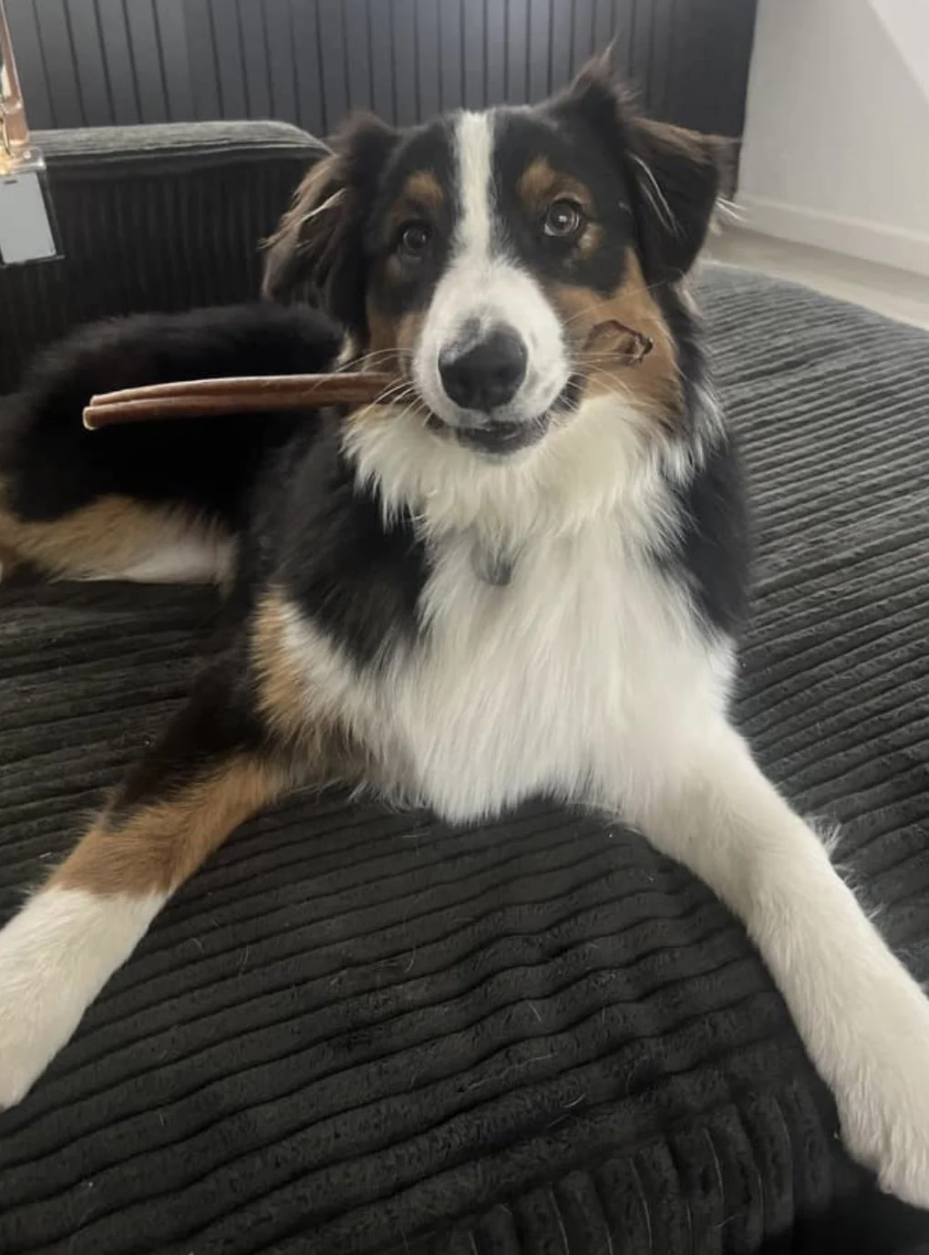 Dog with chew posing for picture