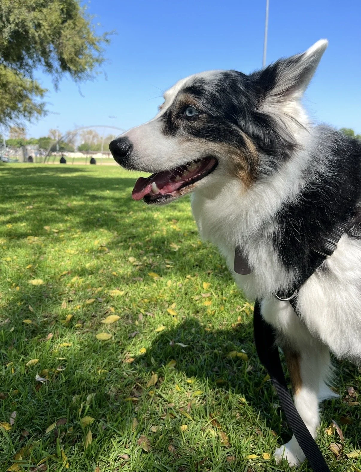 A Border Collie dog with blue eyes standing on green grass in a park with trees and a baseball field in the background.