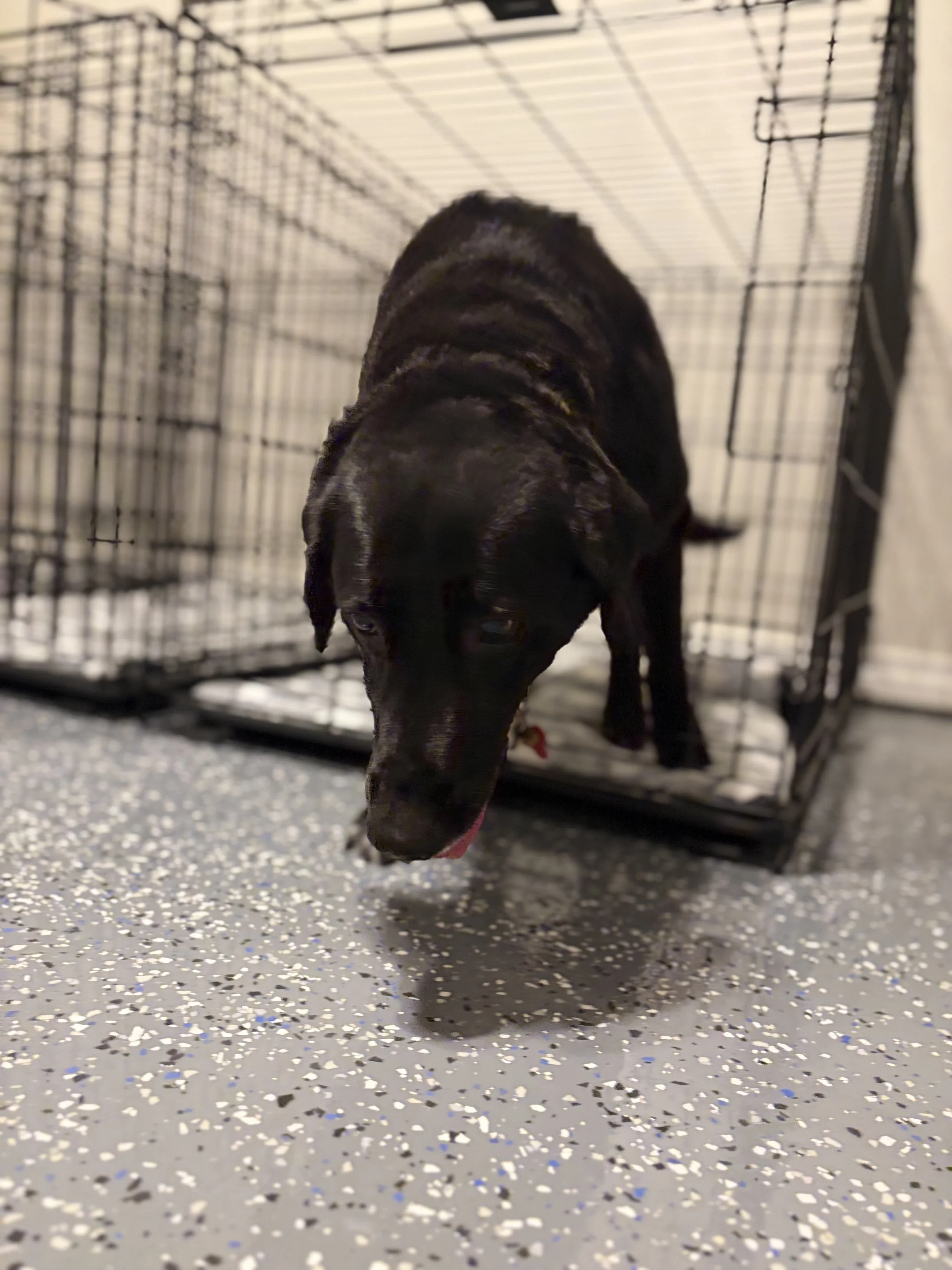 Black puppy with a shiny coat stepping out of a black metal crate onto a speckled gray and white floor.