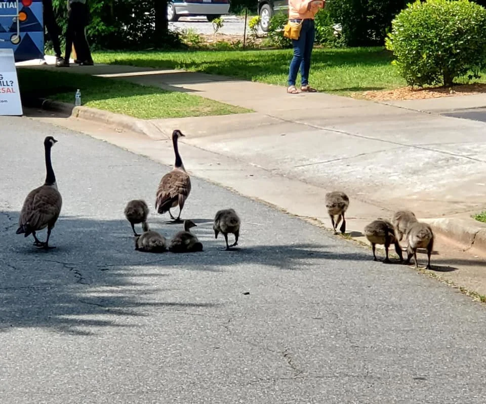 Godly Geese