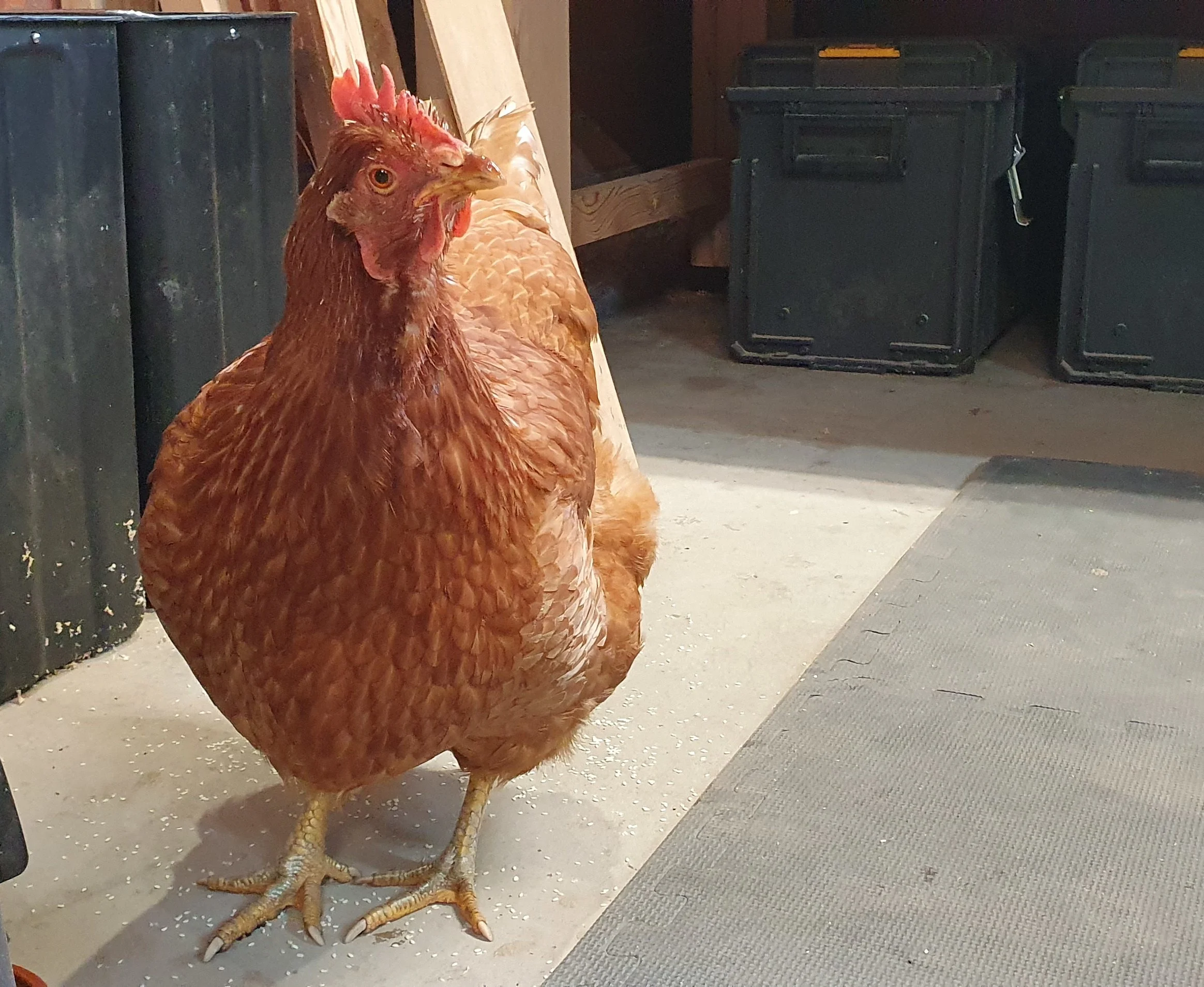 Lydia - My Workshop Assistant