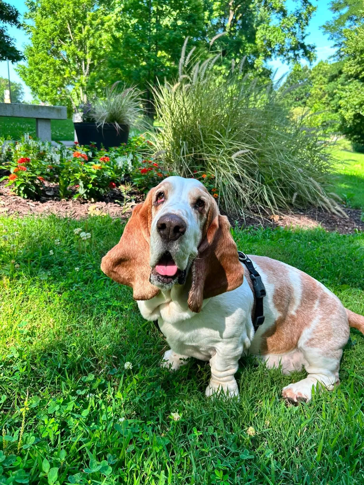 A basset hound dog with brown and white fur lying on green grass in a park, with trees, bushes, and flowers in the background, and blue sky overhead.