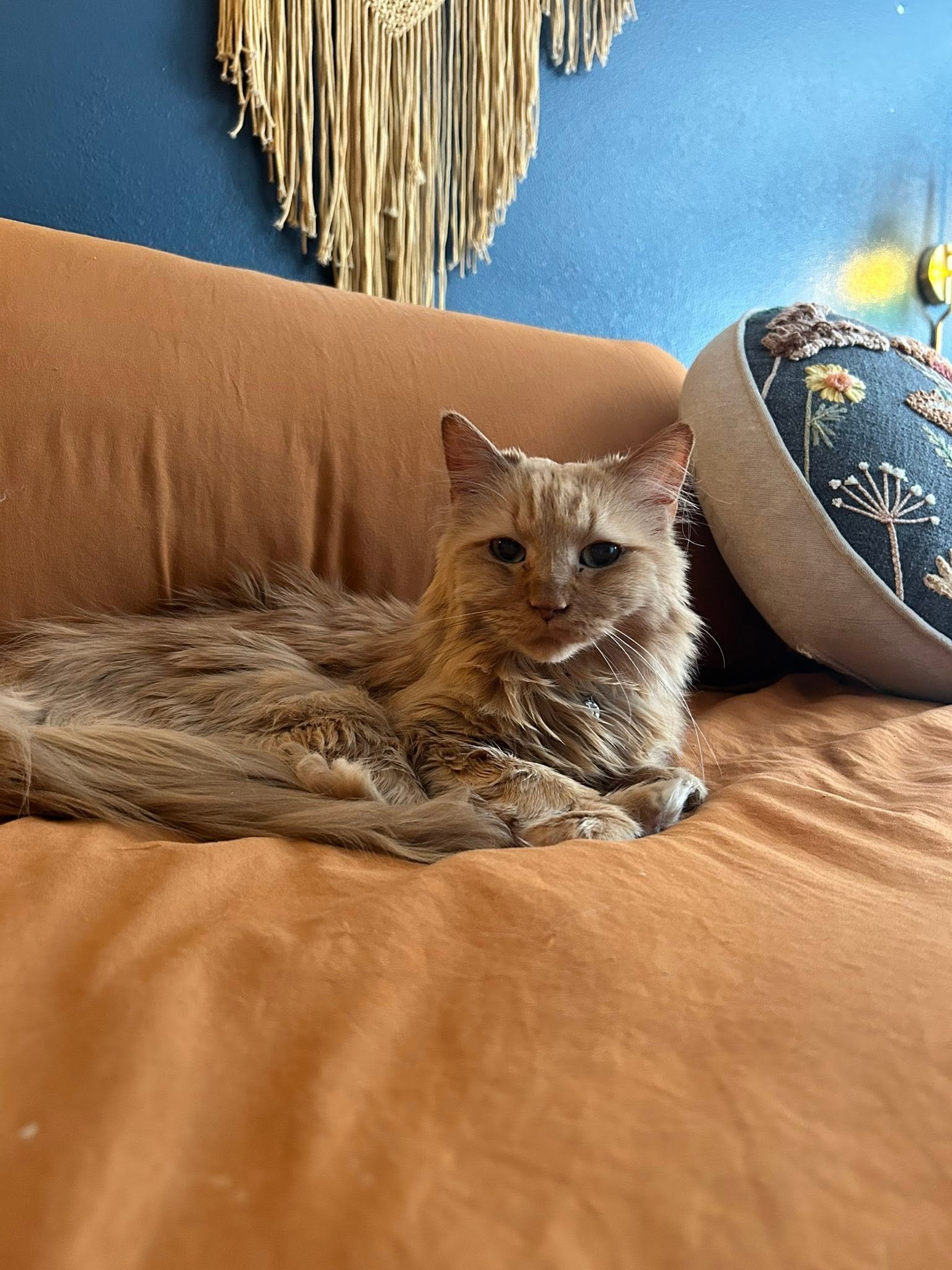 A ginger cat lying on a tan-colored couch, partially covered by a matching tan blanket, with a blue embroidered pillow nearby. In the background, there is a blue wall with a woven wall hanging and a wall lamp.