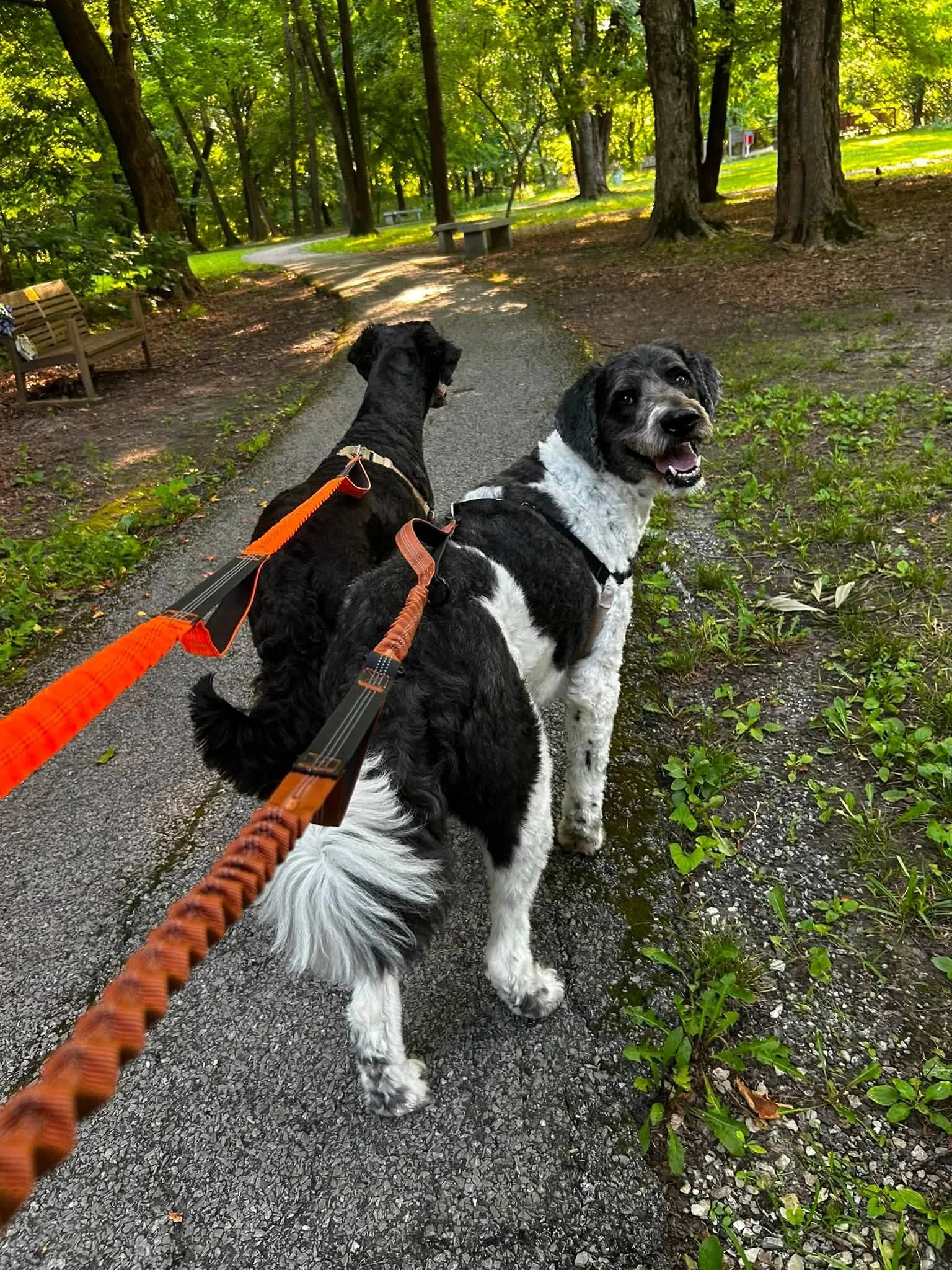 Two dogs on a leash in a wooded park with walking paths and benches, surrounded by tall green trees and sunlight filtering through the leaves.