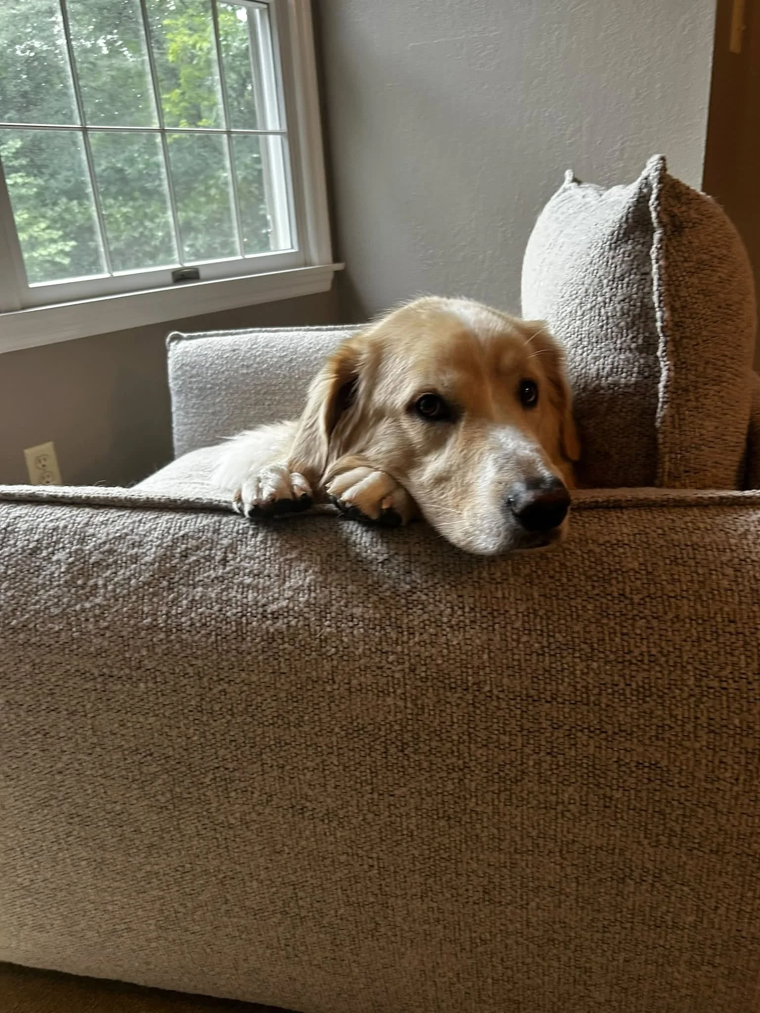 A dog lying on a beige couch in front of a window with a view of green trees outside looking thoughtful with his paws beneath his chin.