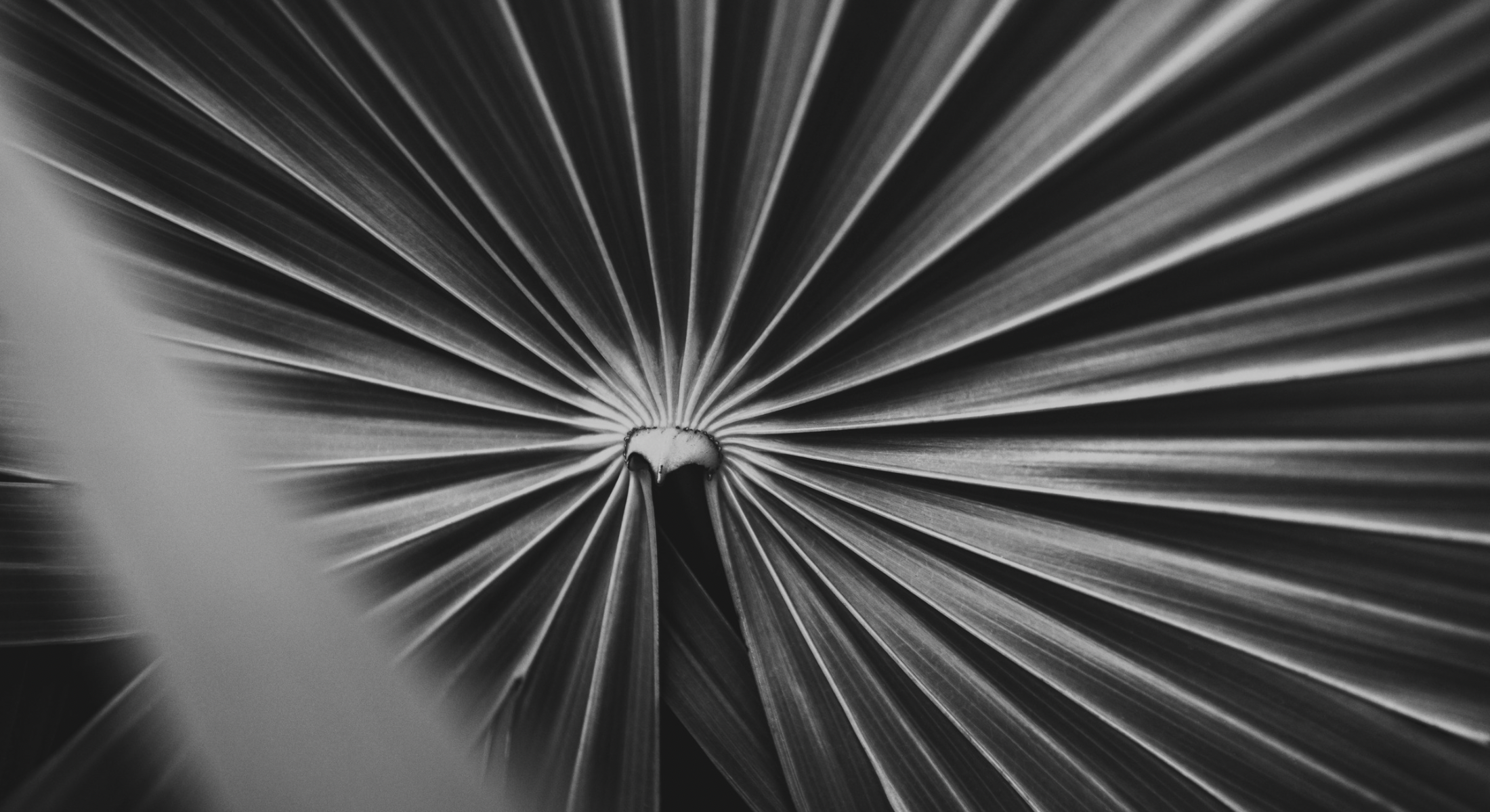Hoja de palma abierta en blanco y negro, que representa la energía natural y el equilibrio del Ayurveda en Tess.