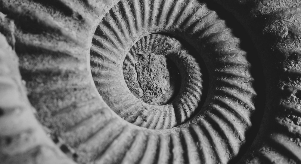 Espiral de un fósil en blanco y negro, que representa la concentración profunda y el estado de flow en Tess.
