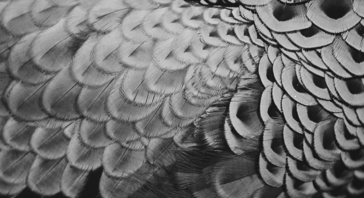Plumas superpuestas en blanco y negro, que representan la iniciativa y el movimiento hacia adelante en Tess.