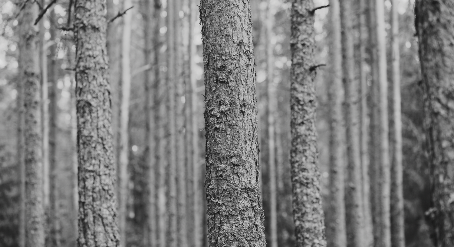Troncos de árboles en un bosque, en blanco y negro, que representan el liderazgo y el crecimiento en Tess.