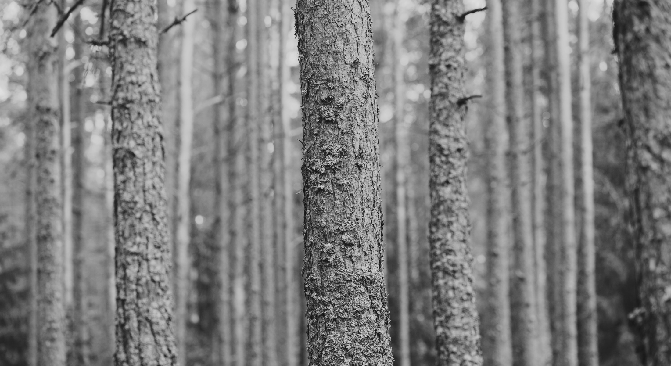 Troncos de árboles en un bosque, en blanco y negro, que representan el liderazgo y el crecimiento en Tess.