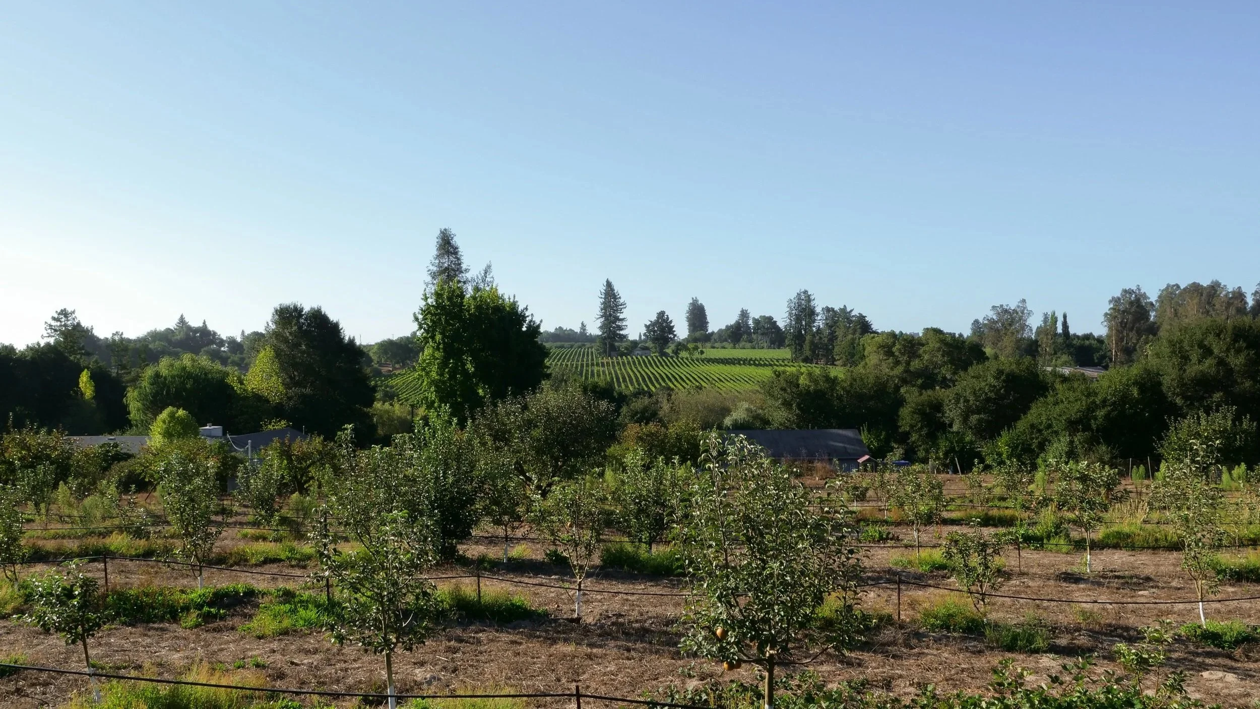 A scenic view of a farm with rows of fruit trees in the foreground, lush green trees and fields in the middle ground, and vineyards on a hillside in the background under a clear blue sky.