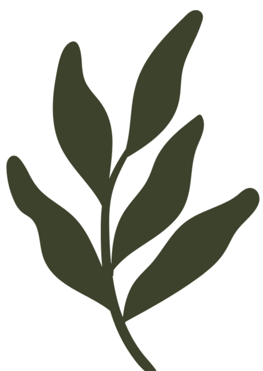 A dark green illustrated leafy branch with multiple elongated leaves.