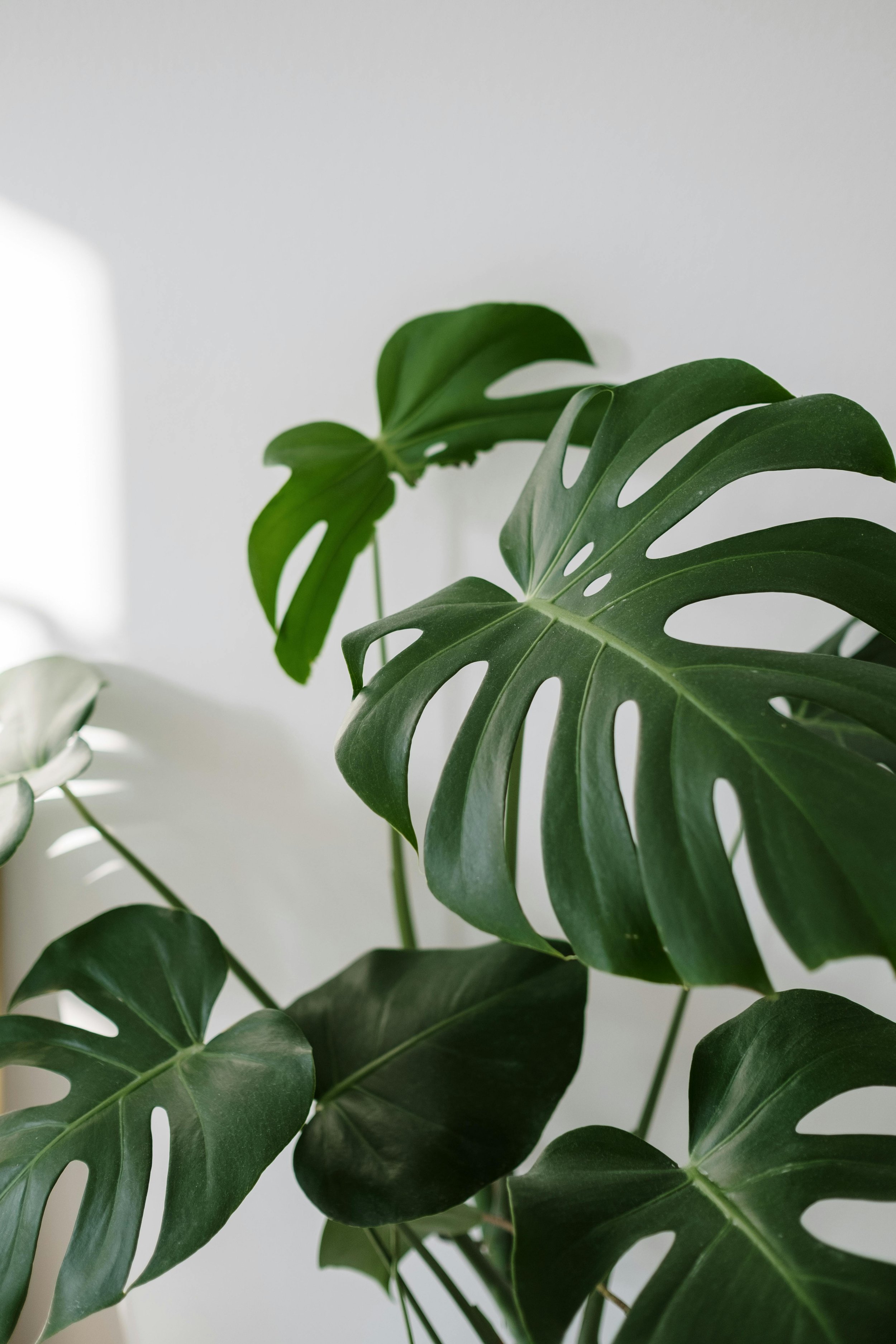 Close-up of green Monstera plant leaves with characteristic split and hole patterns, against a plain light background.
