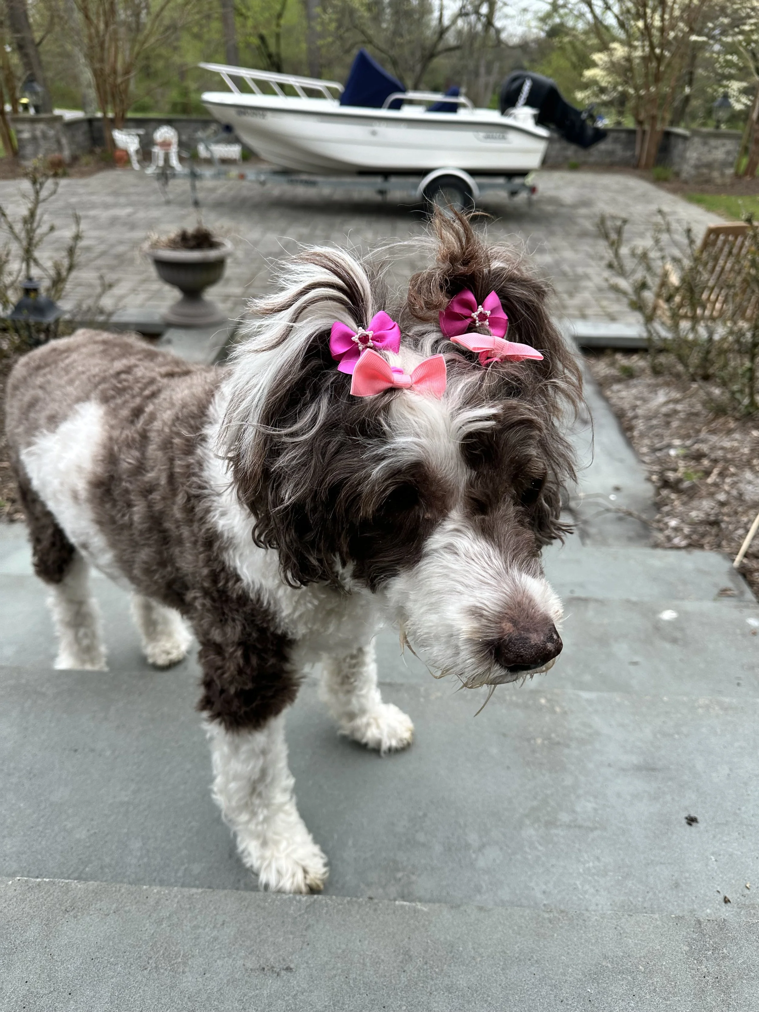 A small dog with curly fur, wearing pink and purple bows in its hair, walking outdoors on a paved surface with a boat on a trailer and some outdoor furniture in the background.