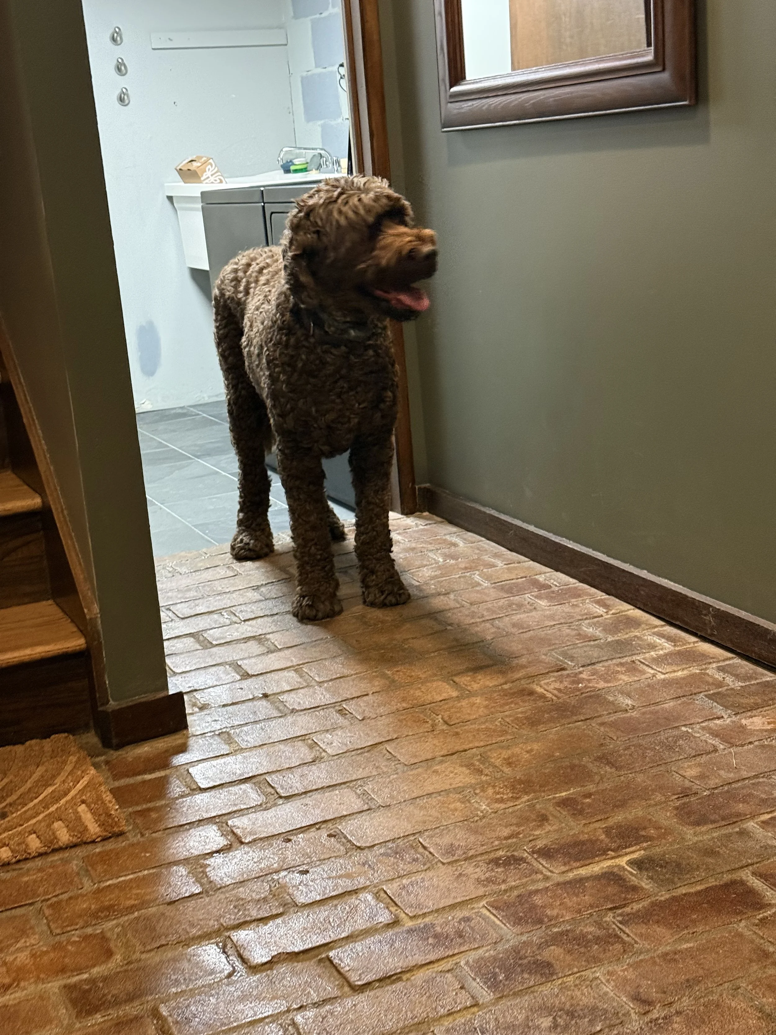 A brown curly-haired dog standing on a brick floor inside a house, near an interior wall with a mirror and a doorway leading to a laundry area with a sink and faucet.