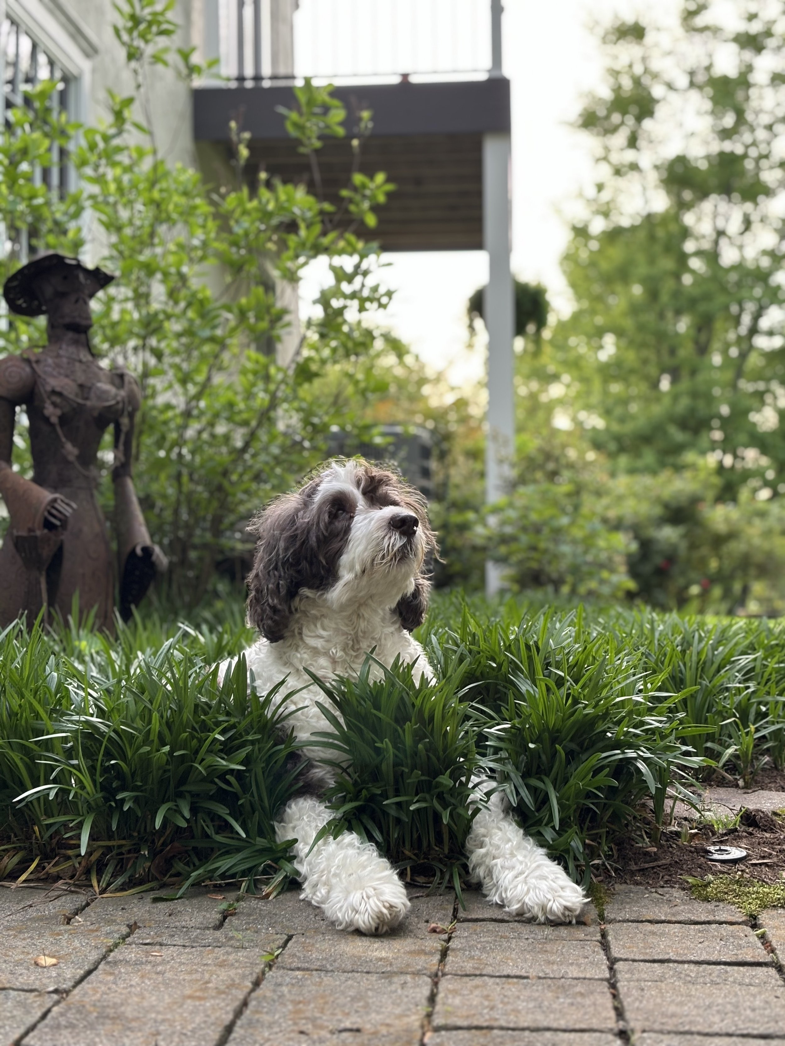 A fluffy black and white dog with long ears lying on grass and paving stones in a garden with a garden sculpture of a woman, trees, and a house in the background.