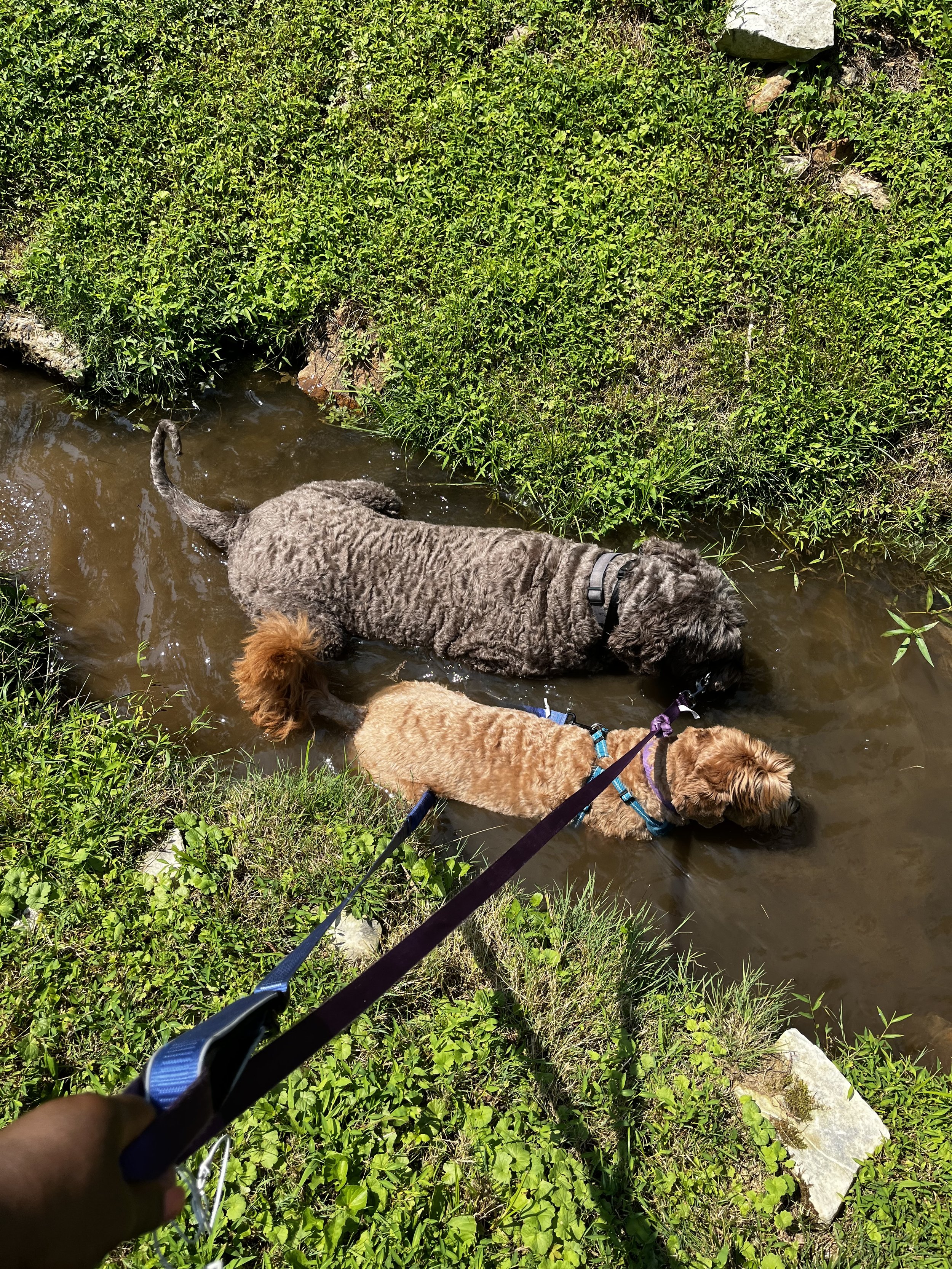 Three dogs standing in a shallow creek with green grass and rocks along the bank, viewed from above.