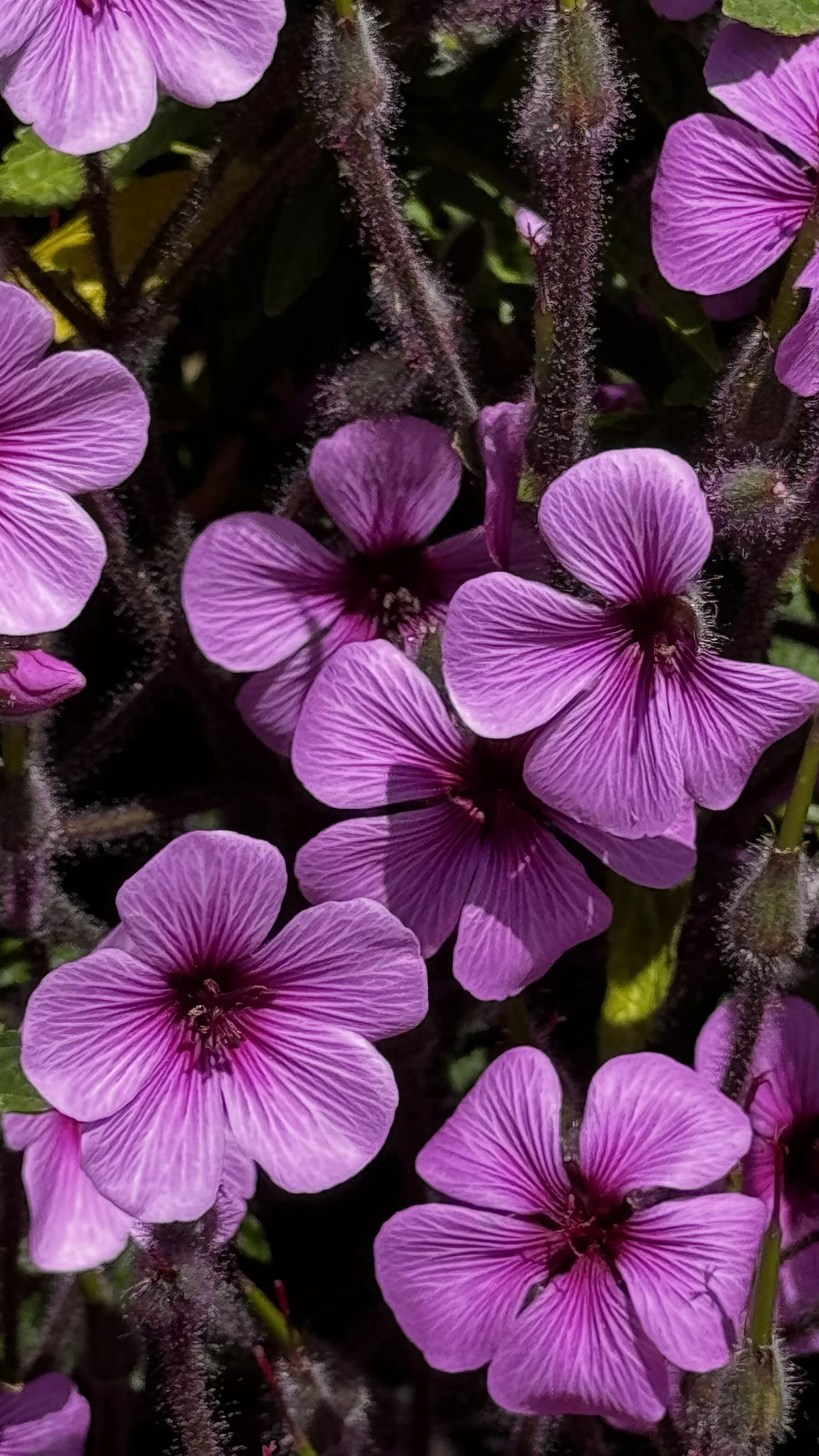 Close-up of a purple flower