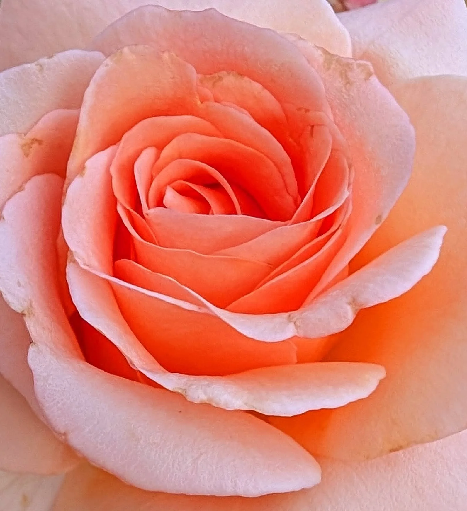 Close-up of a rose