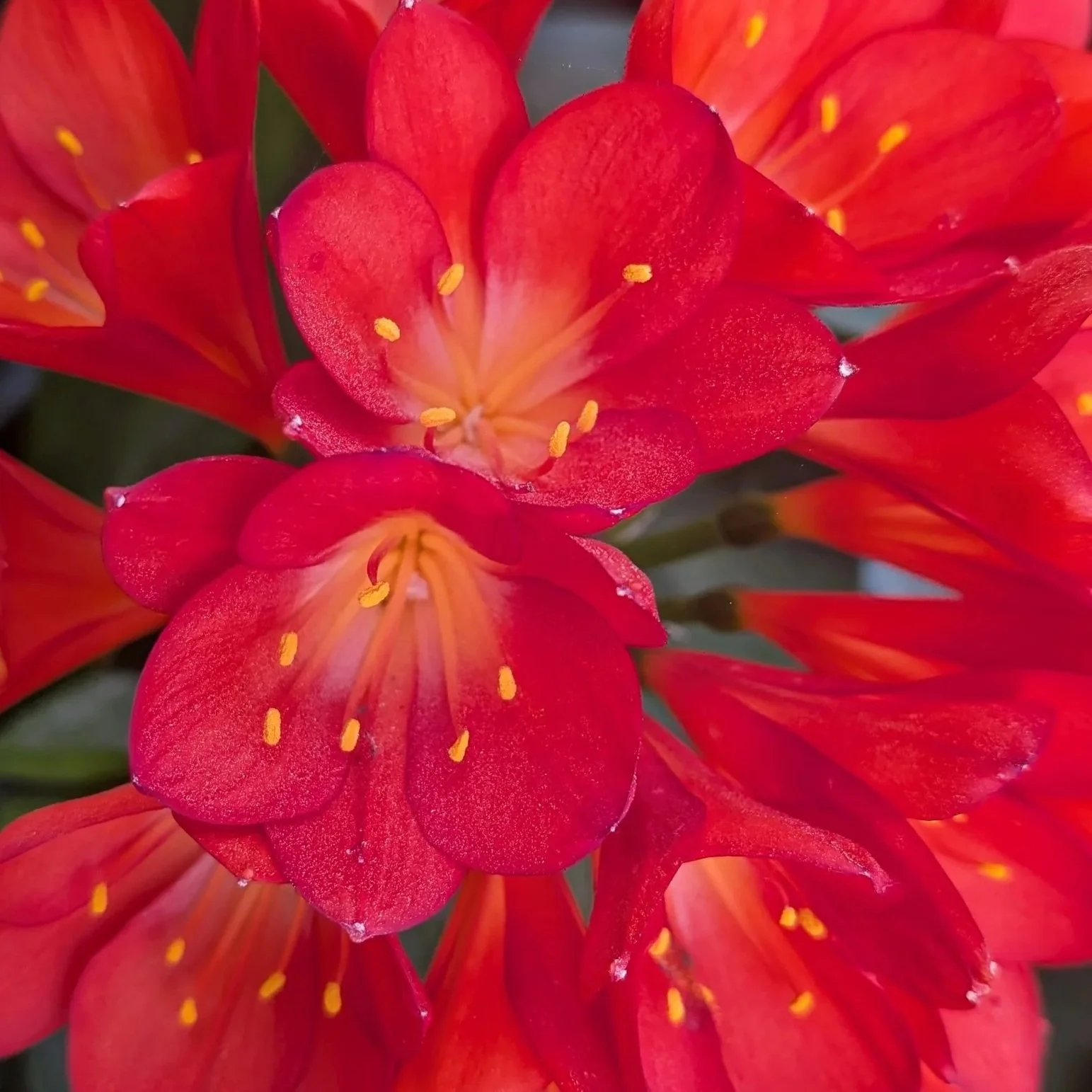 ref flower