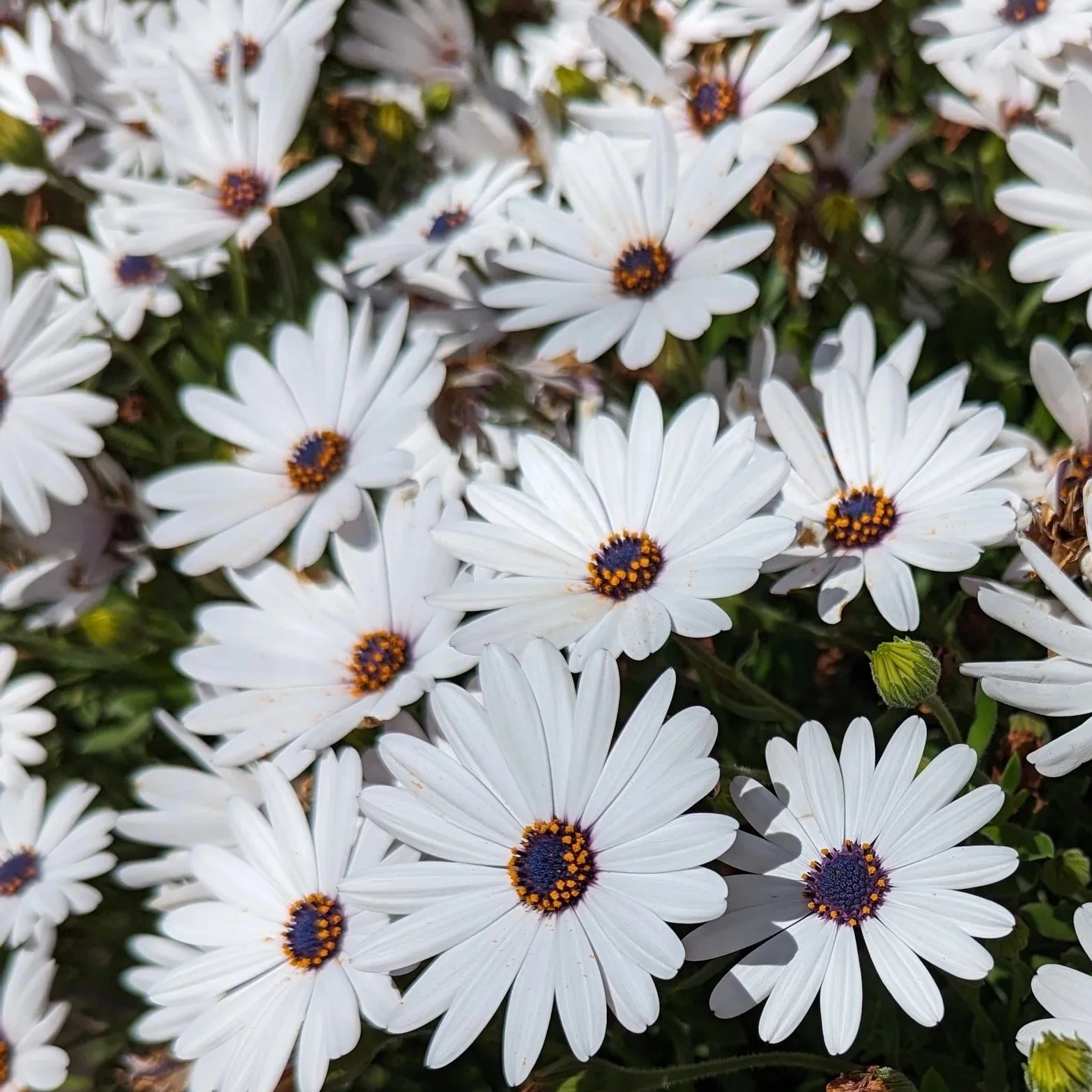 white daisies with a dark center