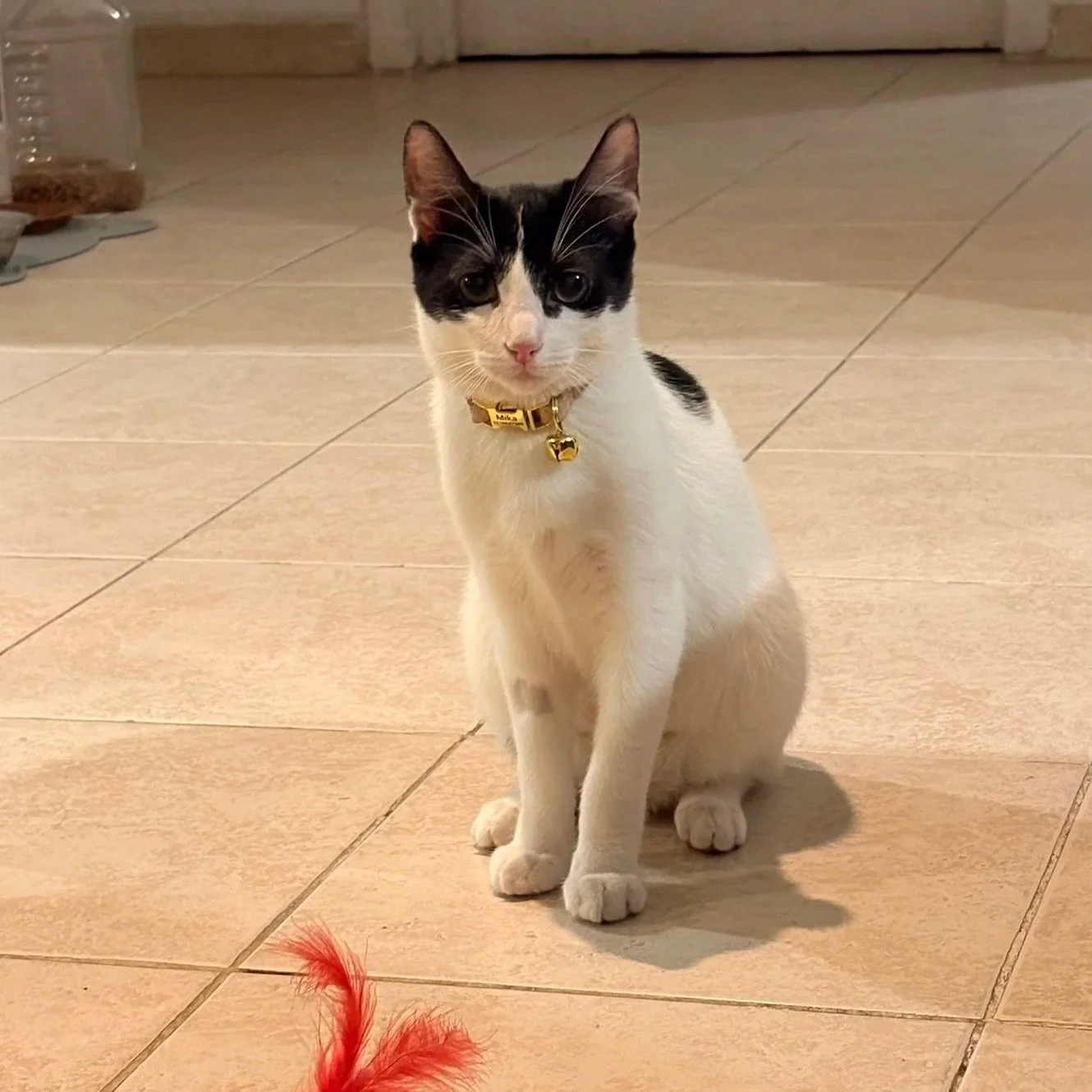 Gato de color blanco, con manchas negras en la cabeza y espalda, sentado sobre cerámica de color beige. Lleva collar amarillo con una etiqueta en forma de corazón. En primer plano hay plumas rojas y en el fondo una puerta cerrada.