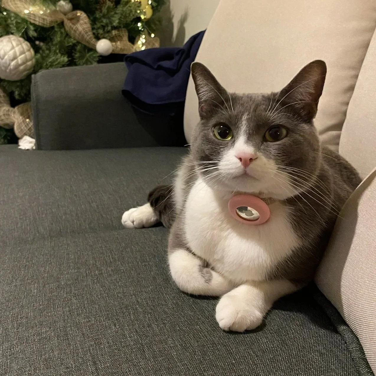 Leia