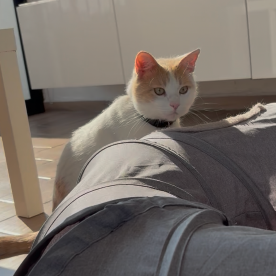 Bowie