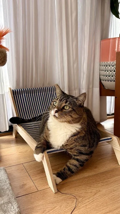 Gato descansando en una cama para gatos en un interior con cortinas y muebles decorativos.