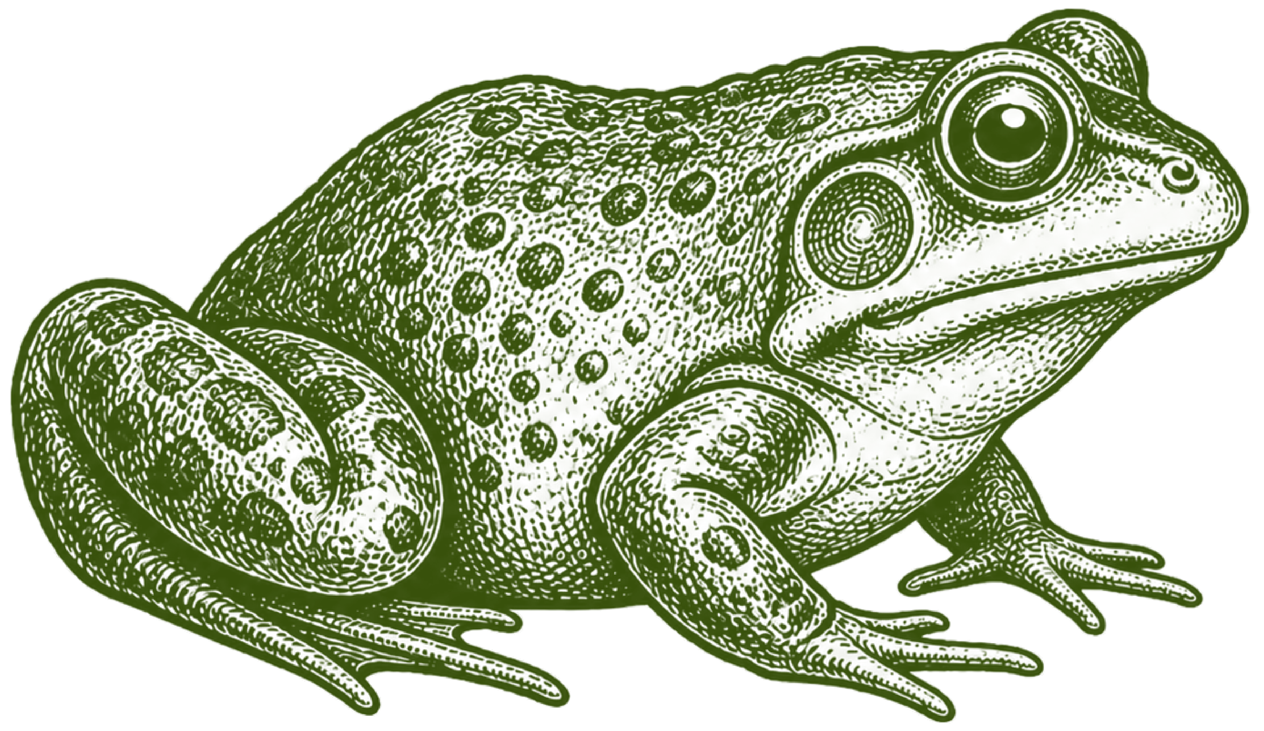 Bullfrog Plumbing's logo: a detailed green illustration of a frog.