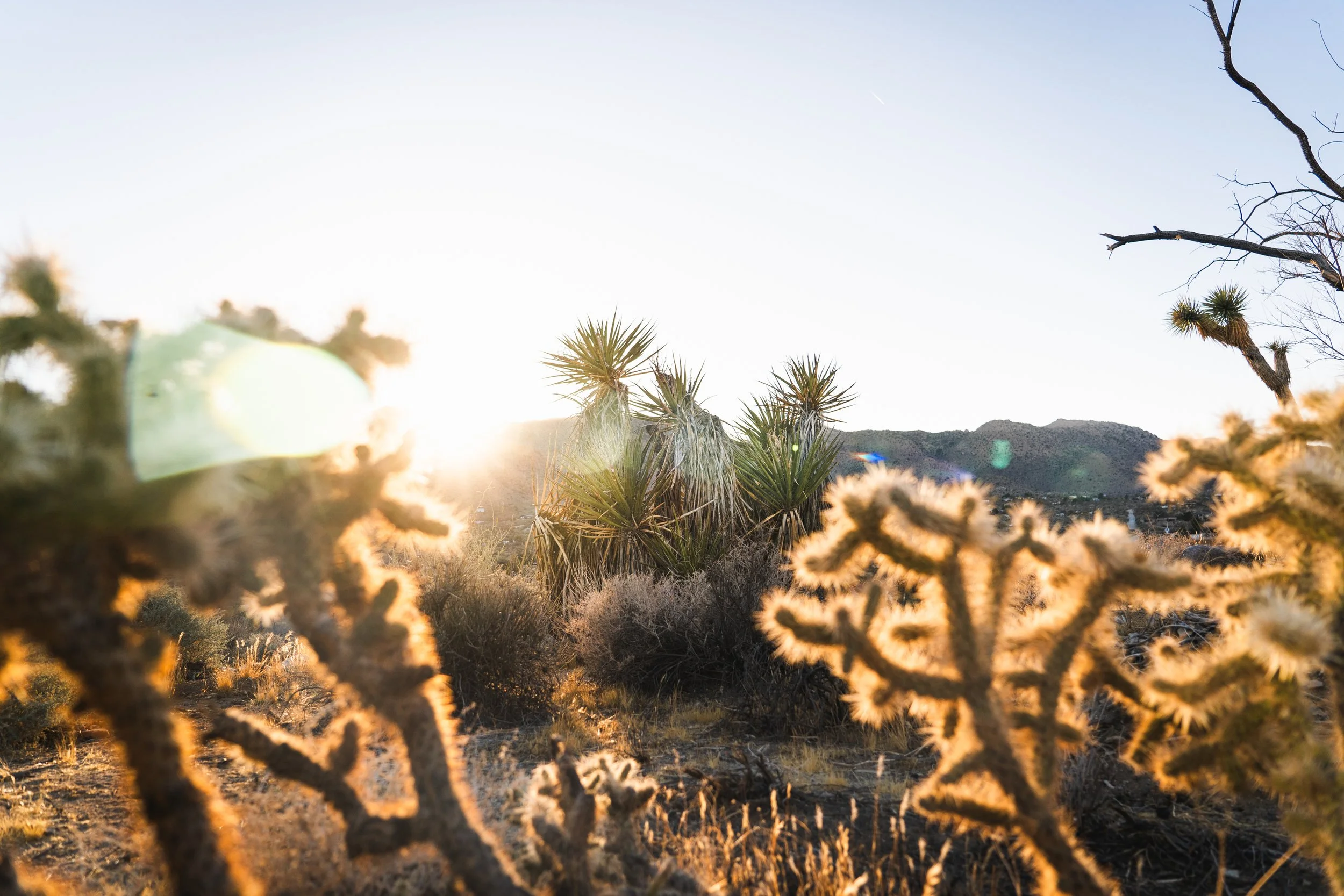 Backlit cholla cactus and yucca on the 2.5-acre desert property at The Atrium in Joshua Tree, low sun and mountains behind