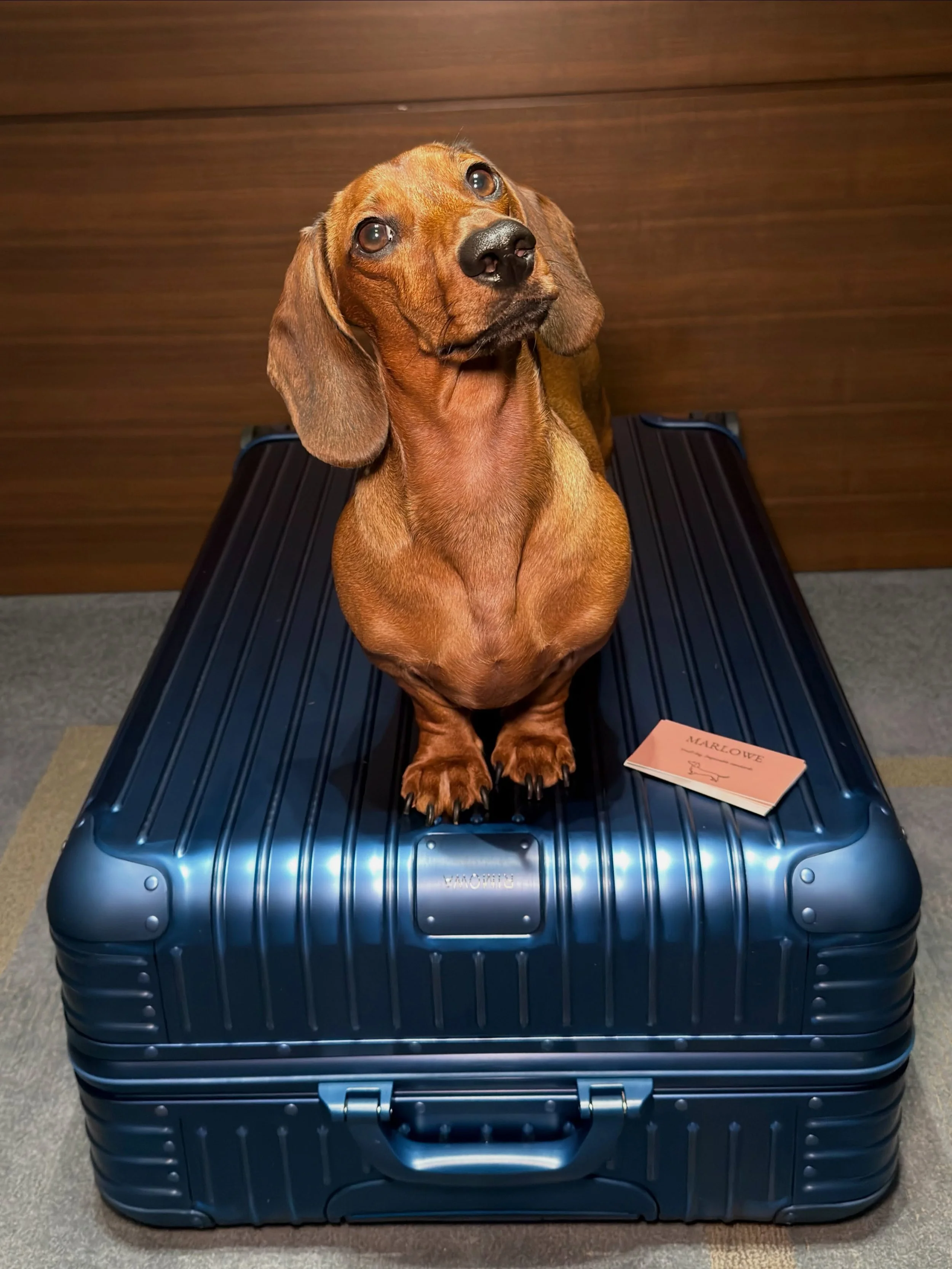 I was told to pack light. I chose not to participate. I trust my staff will sort it out. 🧳 
- Marlowe | 🌭 🐾