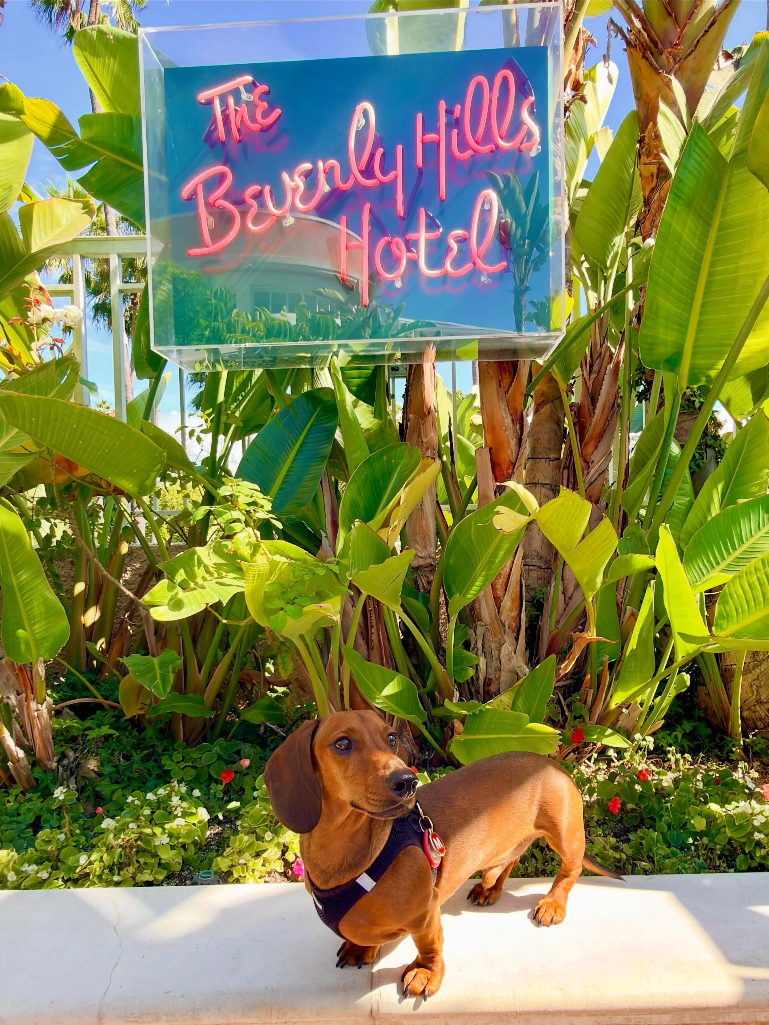 I don&rsquo;t usually pose with other icons. I don&rsquo;t know who Beverly is, but she has excellent taste. 😉
Marlowe l 🌭🌴🐾

#dachshund 
#travelwithdogs 
#beverlyhills 
#doxie 
#dachshundsofinstagram