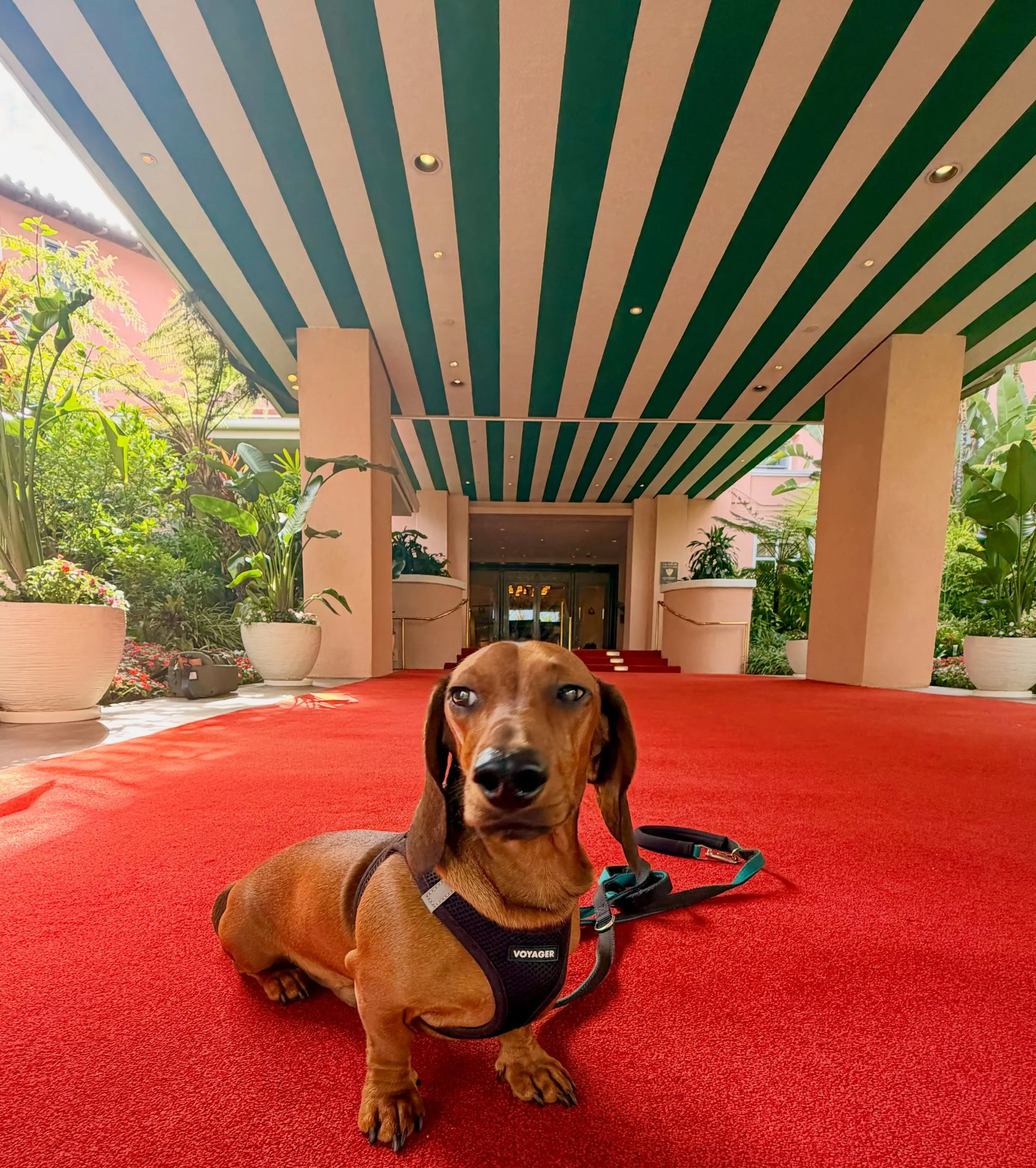 Apparently the red carpet wasn&rsquo;t specifically for me. I&rsquo;m choosing not to believe that. 📸
Marlowe | 🌭 🐾 

#dachshund
#beverlyhills
#beverlyhillshotel
#weinerdog
#sausagedog
