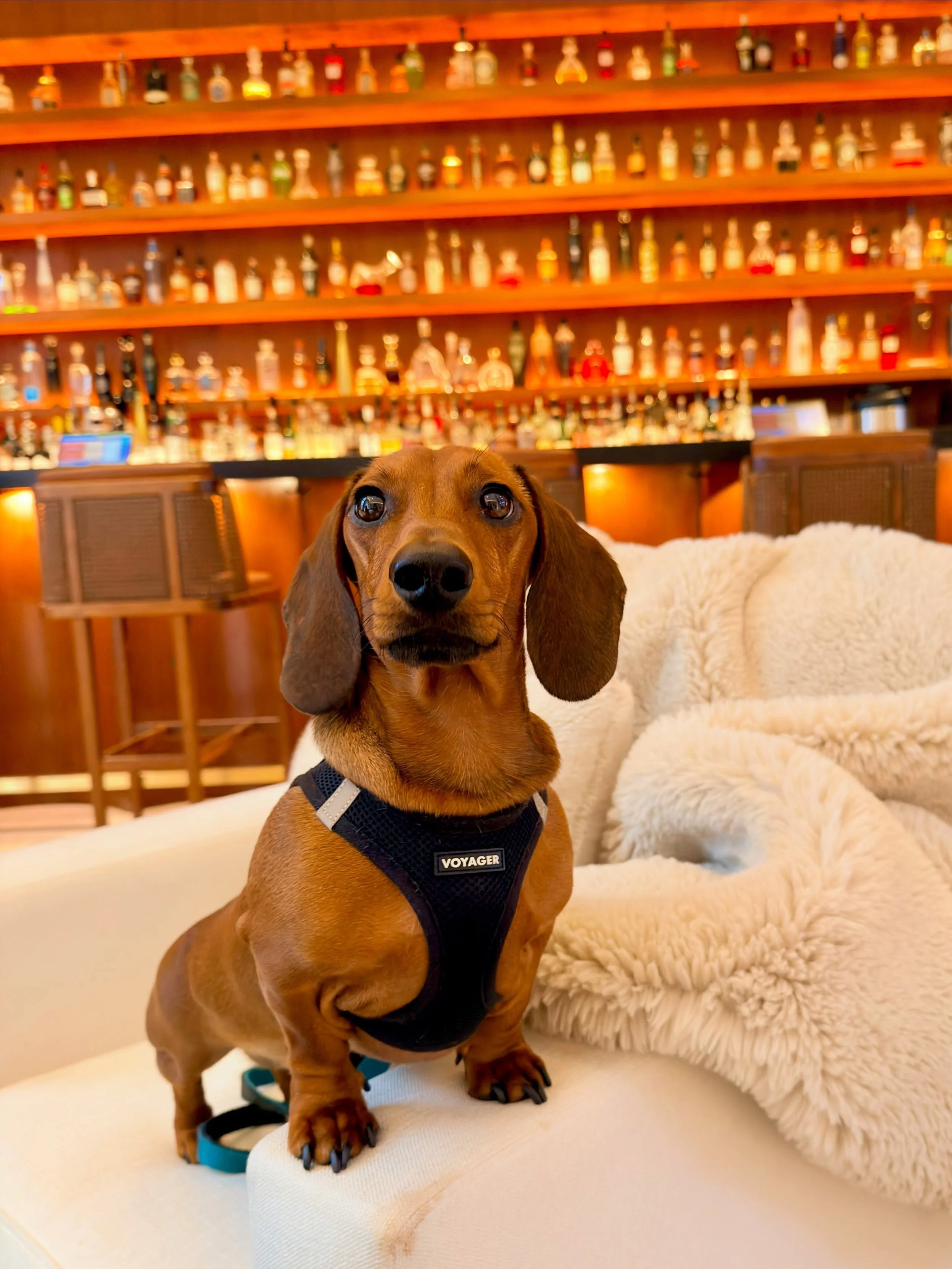 I was told to make myself comfortable. Dangerous choice of words. 🤠🍸
Marlowe | 🌭🐾

#dachshund 
#dachshundsofinstagram 
#travelwithdogs 
#weho 
#dogmodel