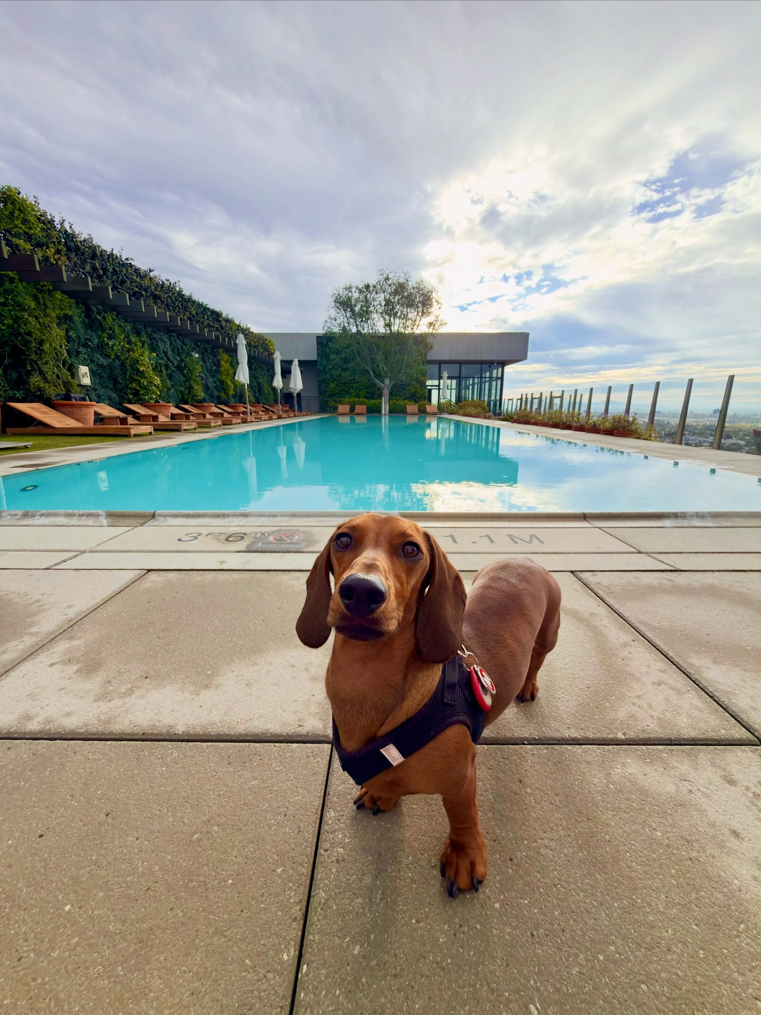 No dogs in the pool. Fine. I&rsquo;ve always been more of a cabana boy anyway. Better vantage point for judging.

Marlowe | 🌭🐾

#dachshund 
#travelwithdogs 
#dogmodel 
#dachsundsofinstagram 
#doxie