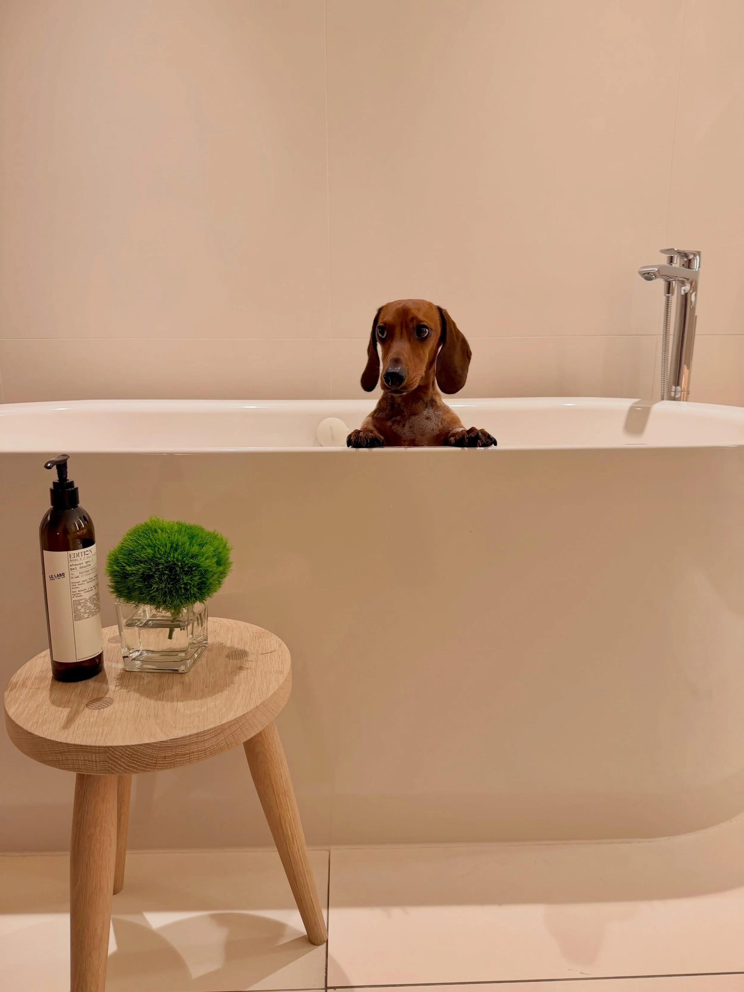 There seems to have been a misunderstanding with the spa reservation. 🛁✨

Marlowe | 🌭🐾

#dachshund 
#dachshundsofinstagram 
#dogmodel 
#weinerdog 
#doxie
