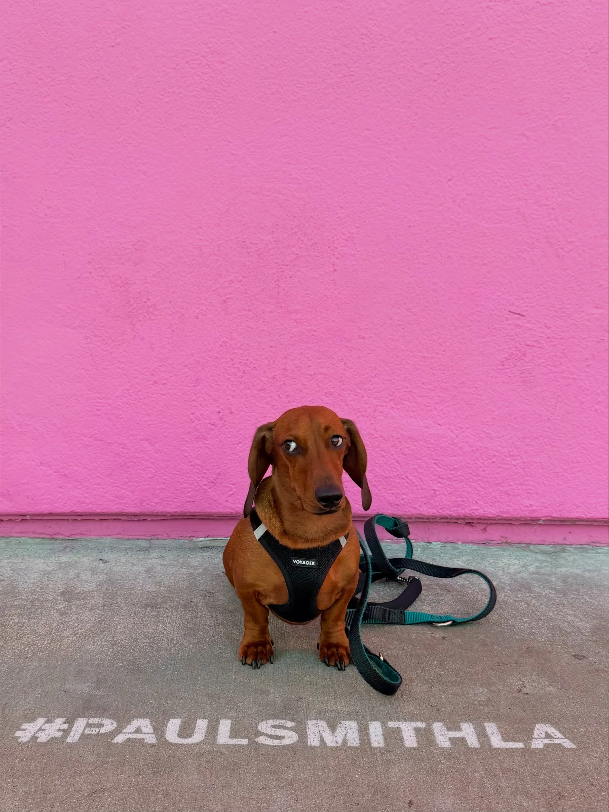 They asked for personality. I may have overdelivered. In my defense, I thought we were here to shop. 🛍️ 

Marlowe | 🌭🐾

#dachshund
#dachshundsofinstagram
#travelwithdogs 
#weho 
#dogmodel