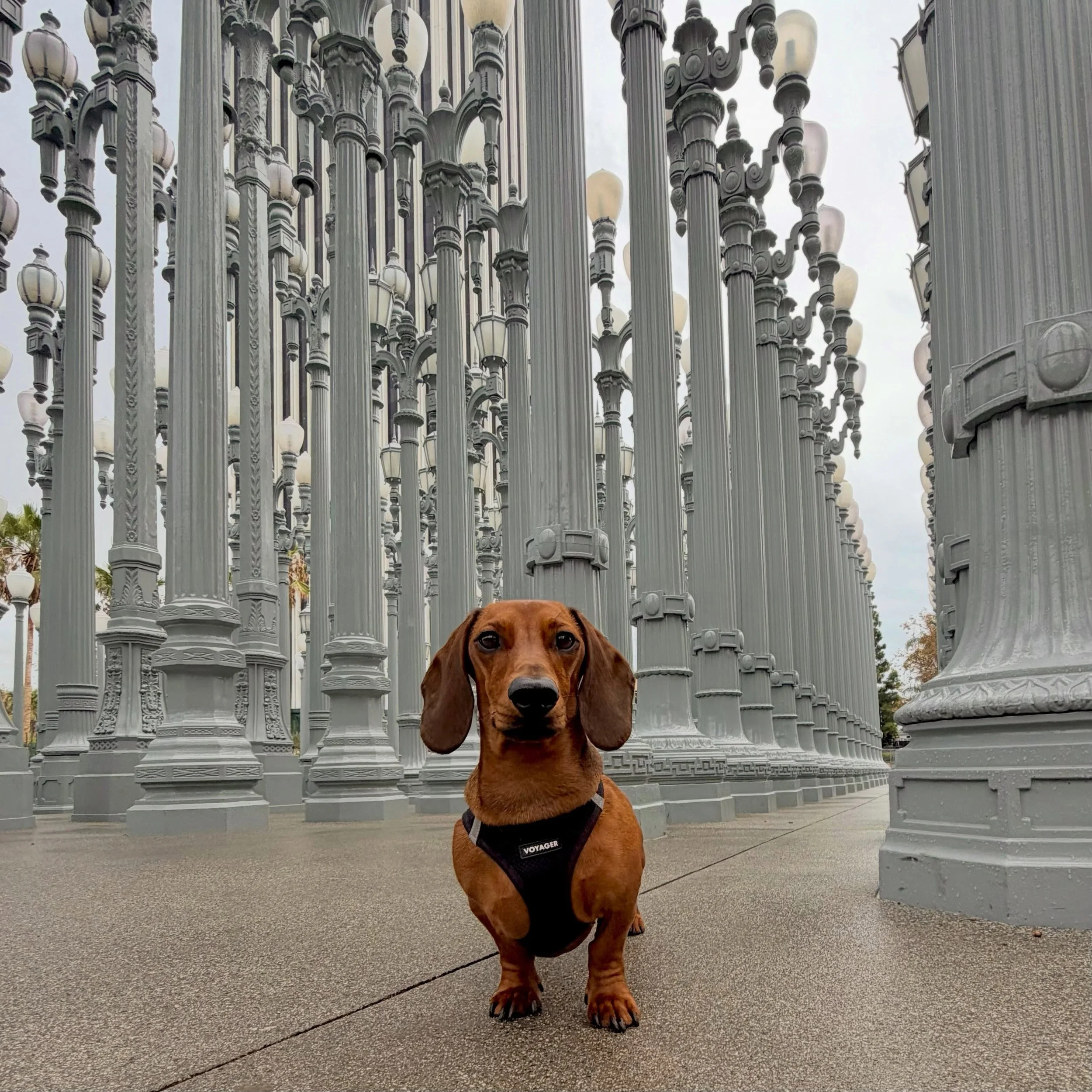 I assumed these were installed for my arrival.  Finally, art I understand. 💡😉

Marlowe | 🌭🐾

#dachshund 
#dachshundsofinstagram 
#travelwithdogs 
#publicart 
#sausagedog