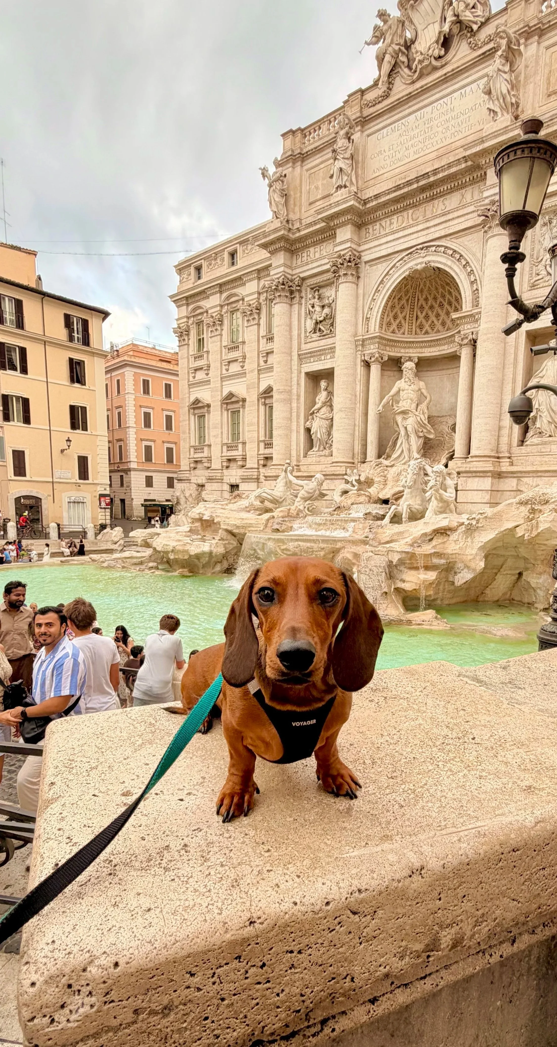Marlowe the Dachshund at the Trevi Fountain in Rome, Italy