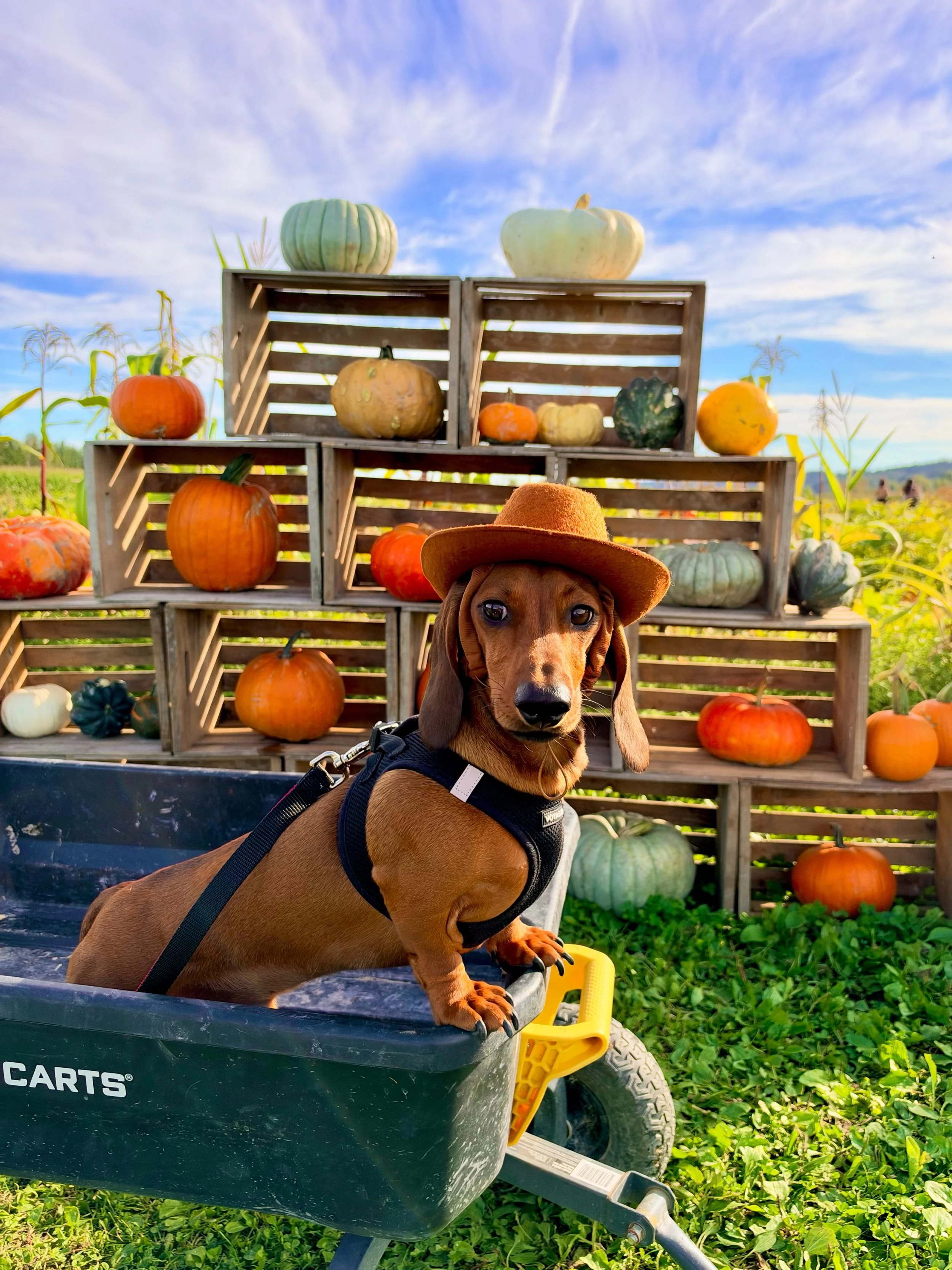 I dressed for the country estate. Apparently, this season&rsquo;s collection is farm-to-table. 🎃🍁

Marlowe | 🌭🐾

#dachshund
#dachshundsofinstagram
#doxie
#fallvibes
#pumpkinseason