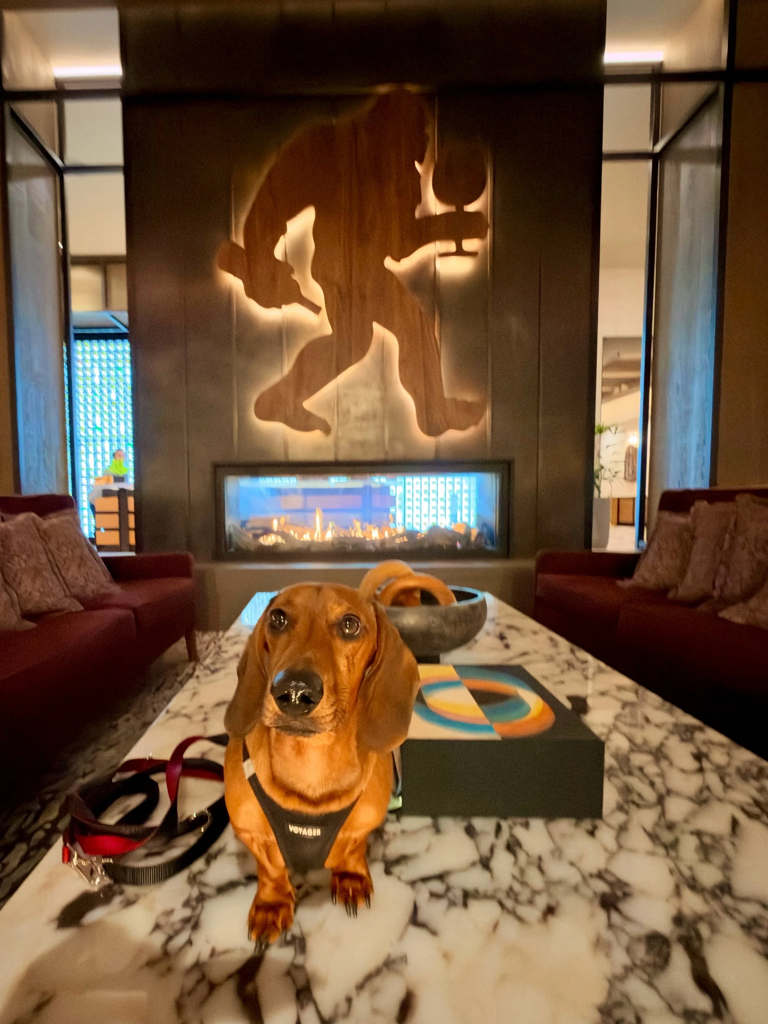 I recently learned that not all hotels offer turndown service. This was news to me. My dads call it broadening my horizons. I call it camping. 😉
The fireplace is a nice touch, though. 

Marlowe | 🌭🐾 

#dachshund
#dachshundsofinstagram 
#autumnvibe