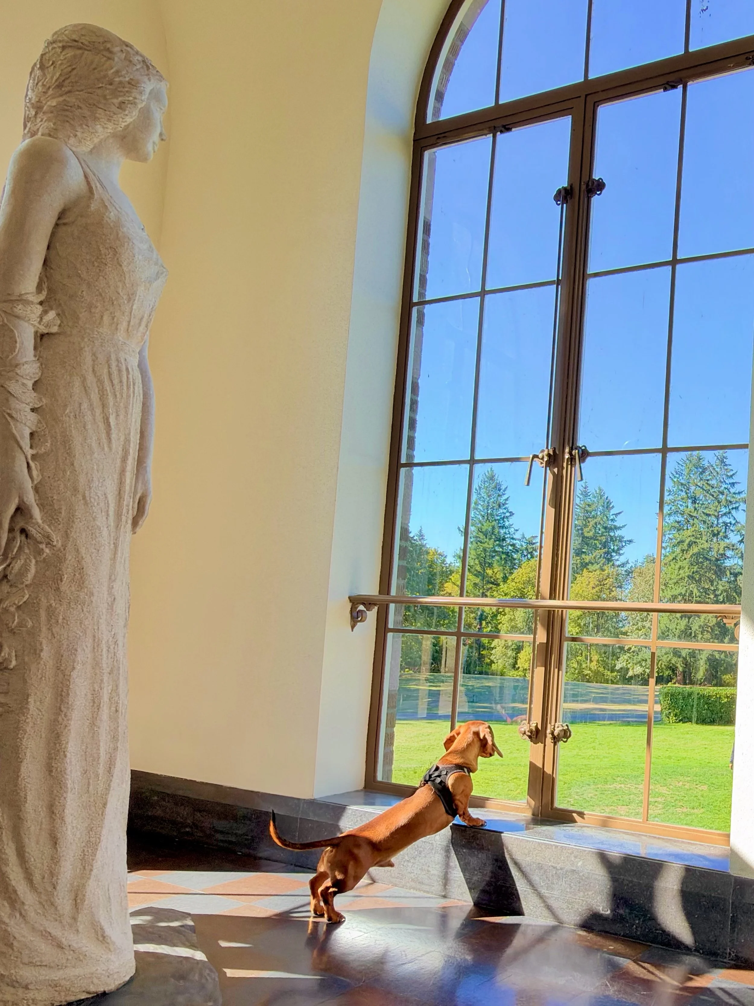 Excellent windows. The live-in staff seem a little rigid. My request for refreshments has been met with an impressive commitment to silence. 😉

Marlowe | 🌭🐾

#dachshund
#sausagedog 
#weinerdog 
#doxie 
#doghumor