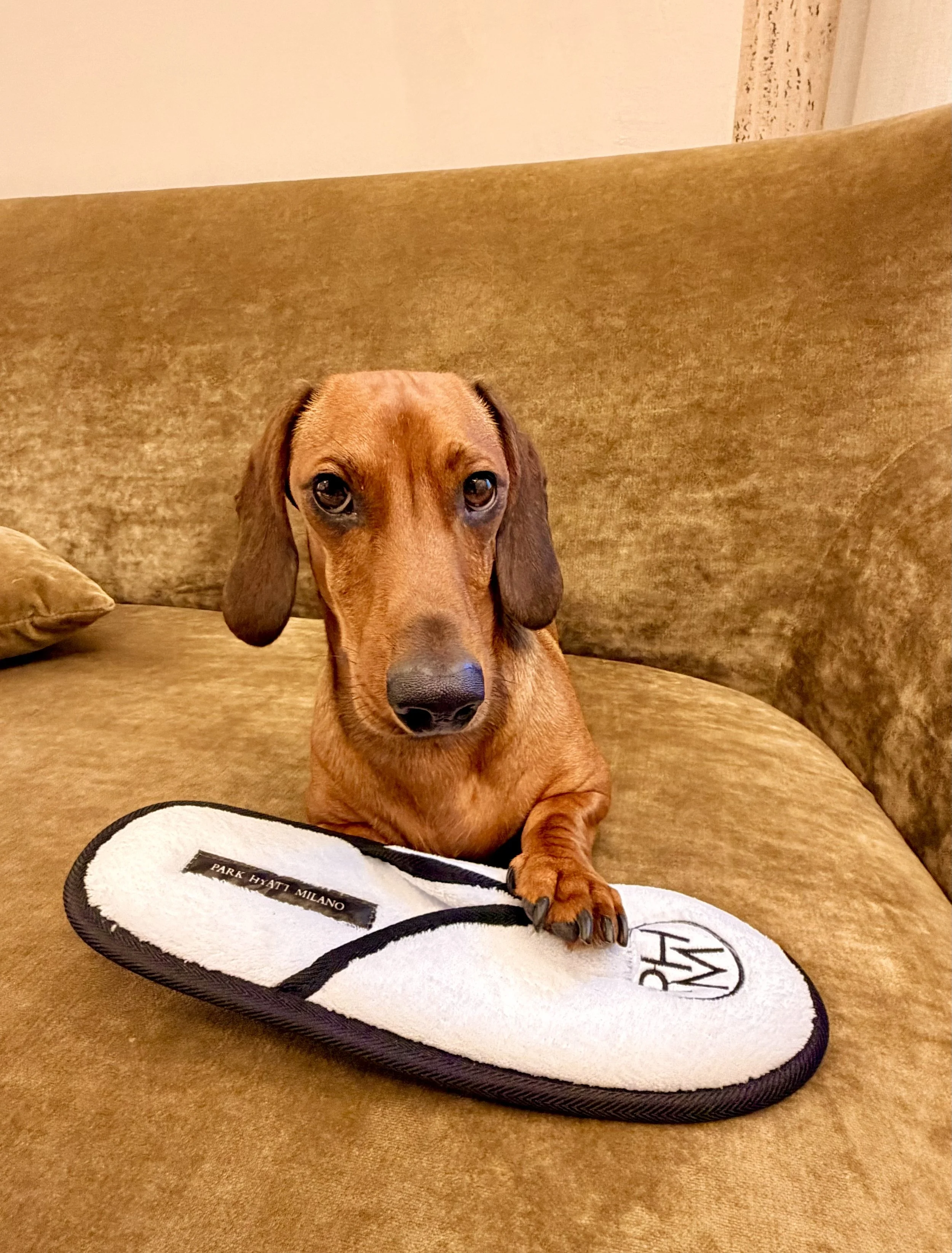 Marlowe the Dachshund relaxing at Park Hyatt Milano in Milan, Italy, after stealing a hotel slipper