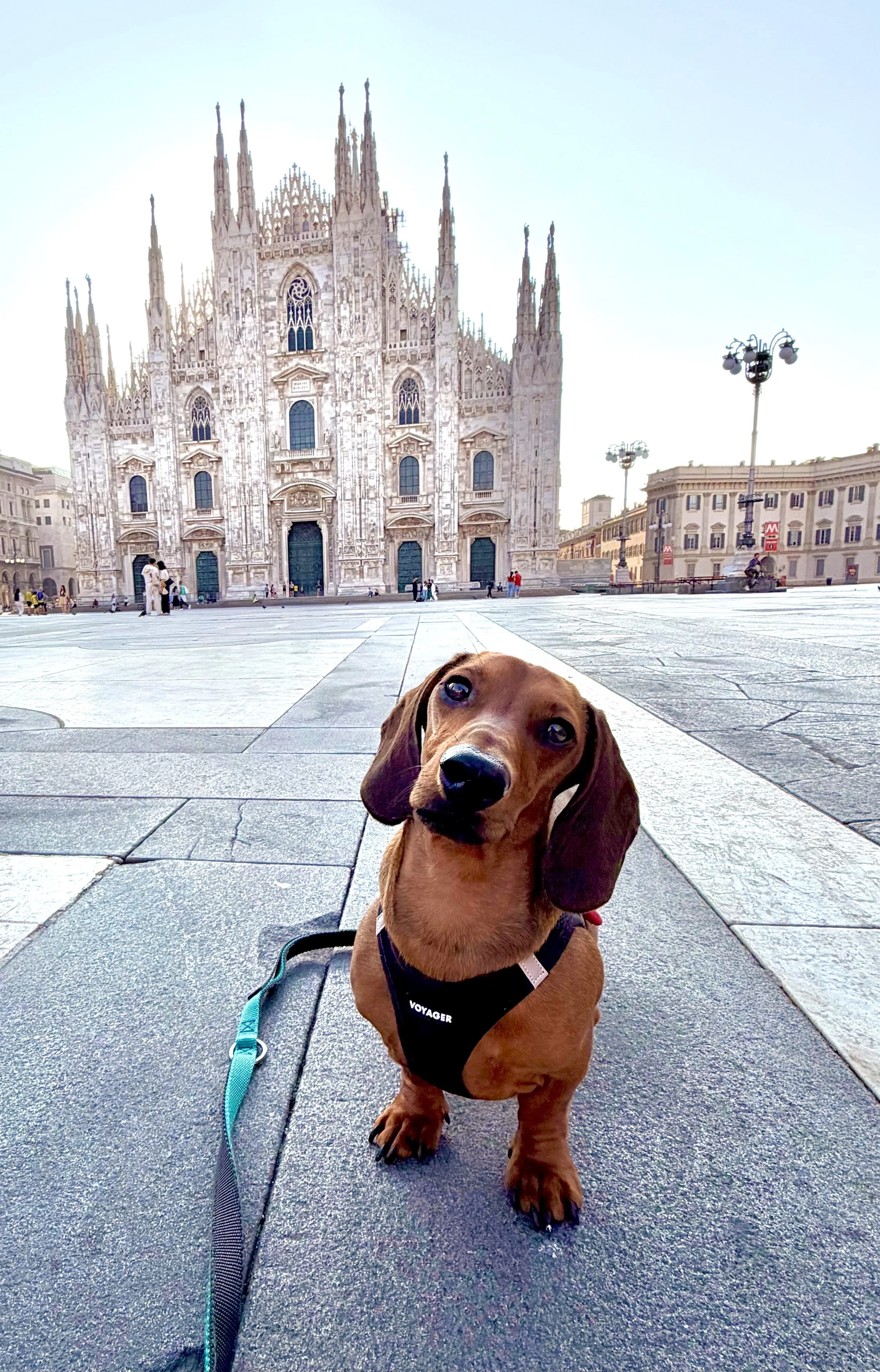Marlowe the Dachshund in Milan, Italy in front of the Duomo