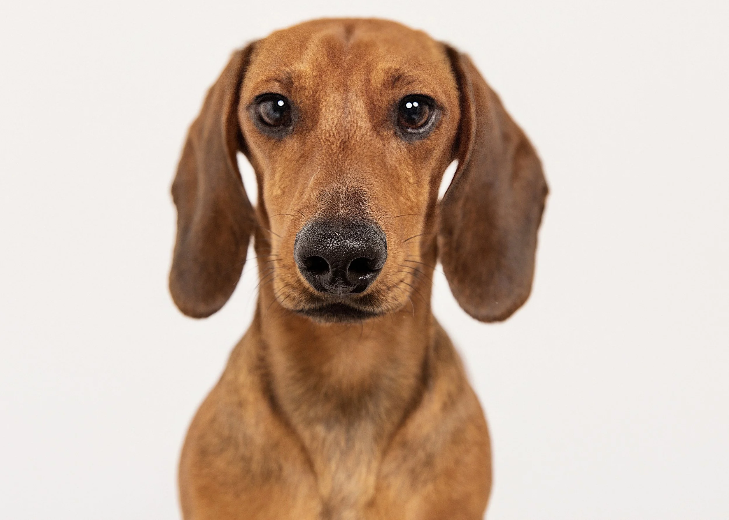 Close-up of a brown dachshund dog with floppy ears, looking directly at the camera against a plain white background.