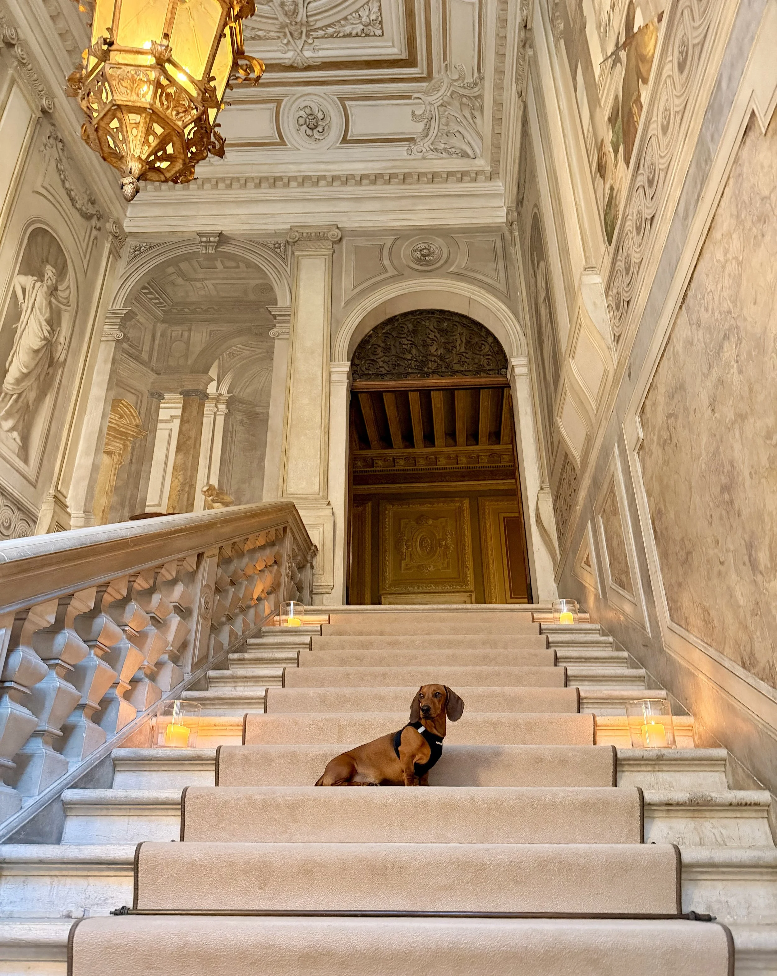 Marlowe the Dachshund posing on the grand staircase of Aman Venice
