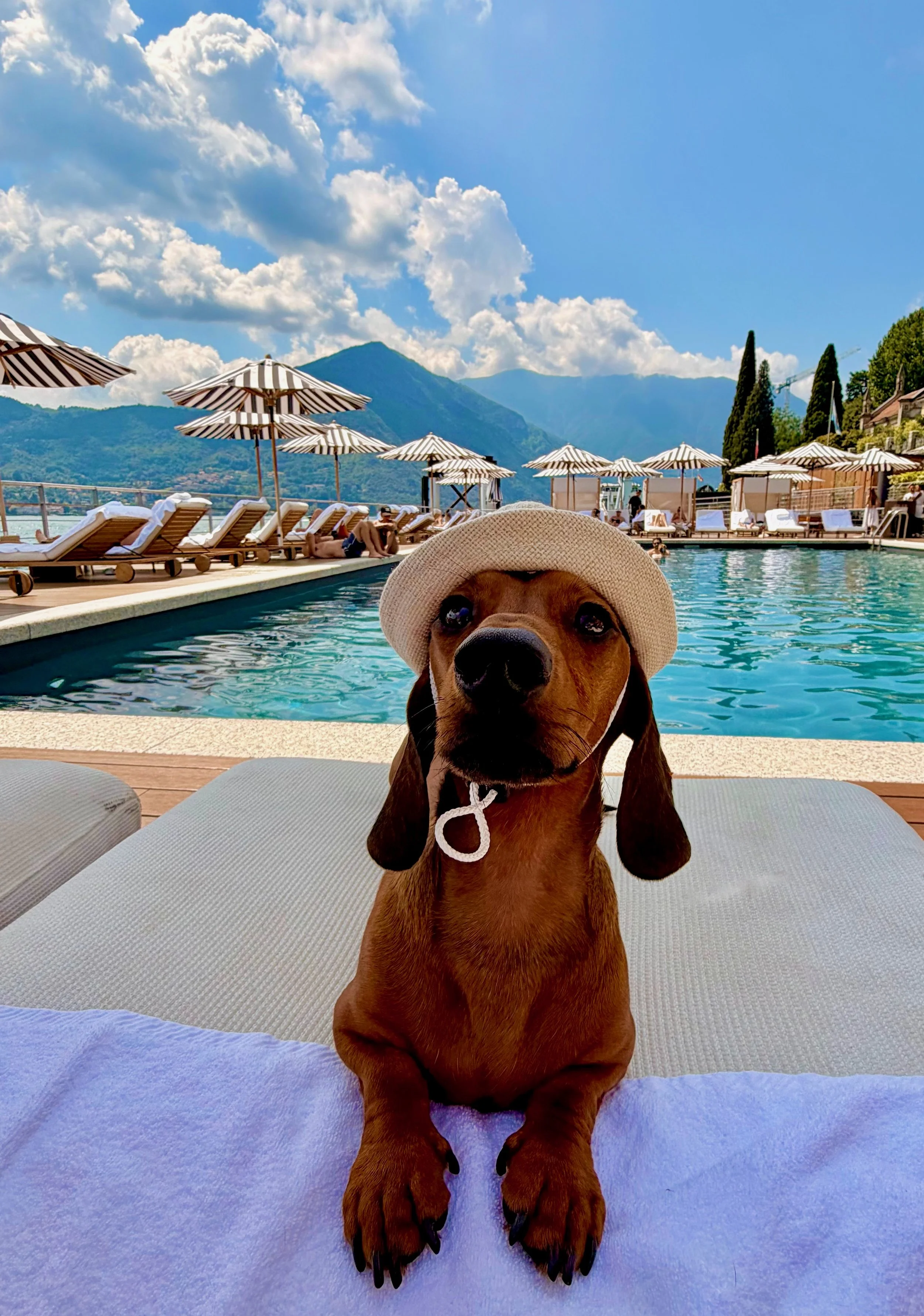 Marlowe the Dachshund at The Lake Como Edition